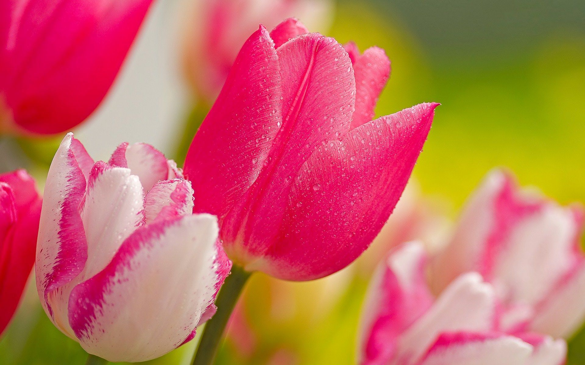 Tulip - HD Wallpaper 