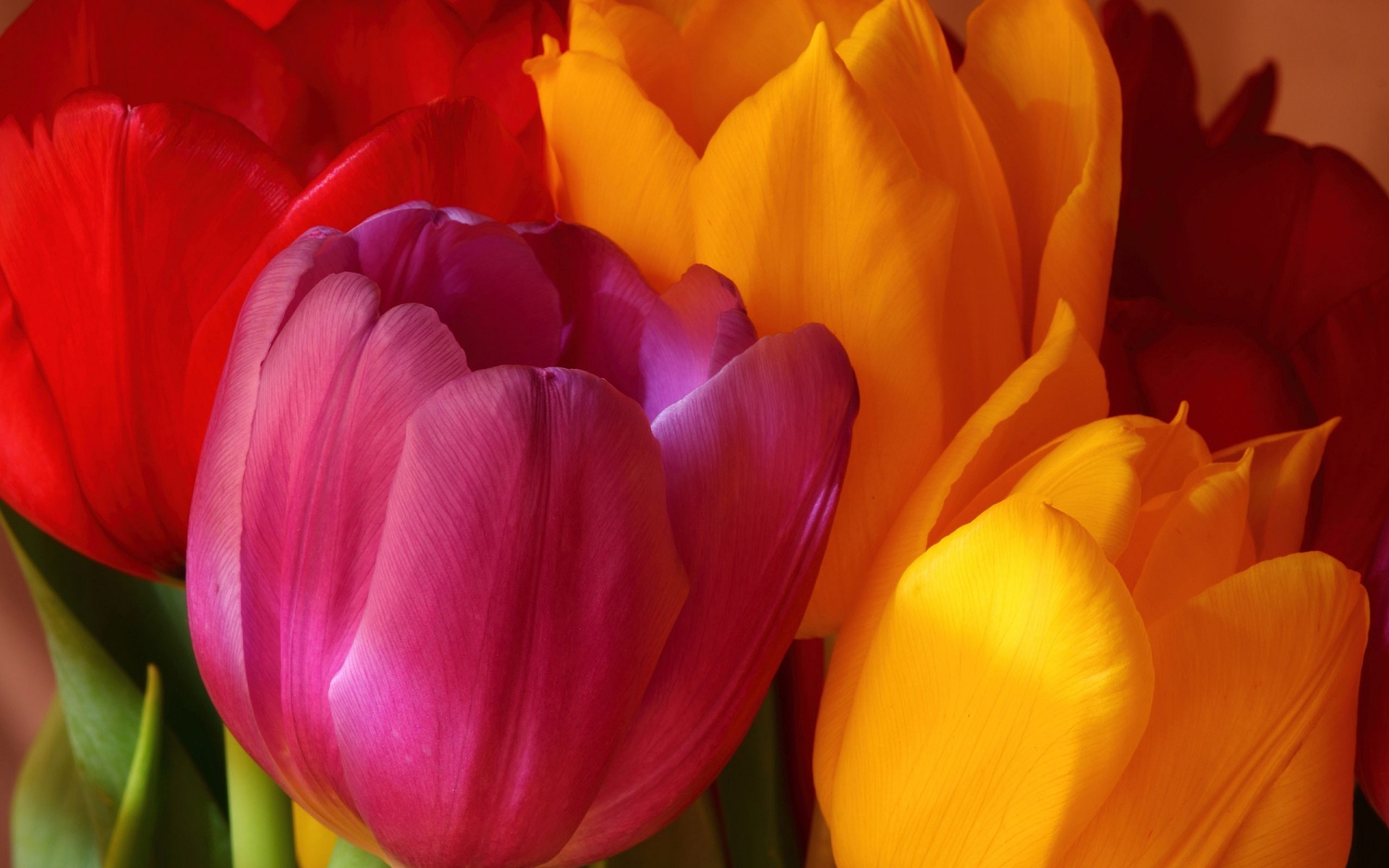 Flowers Tulip Nature Flower Love Flora Bright Color - Close Flowers - HD Wallpaper 