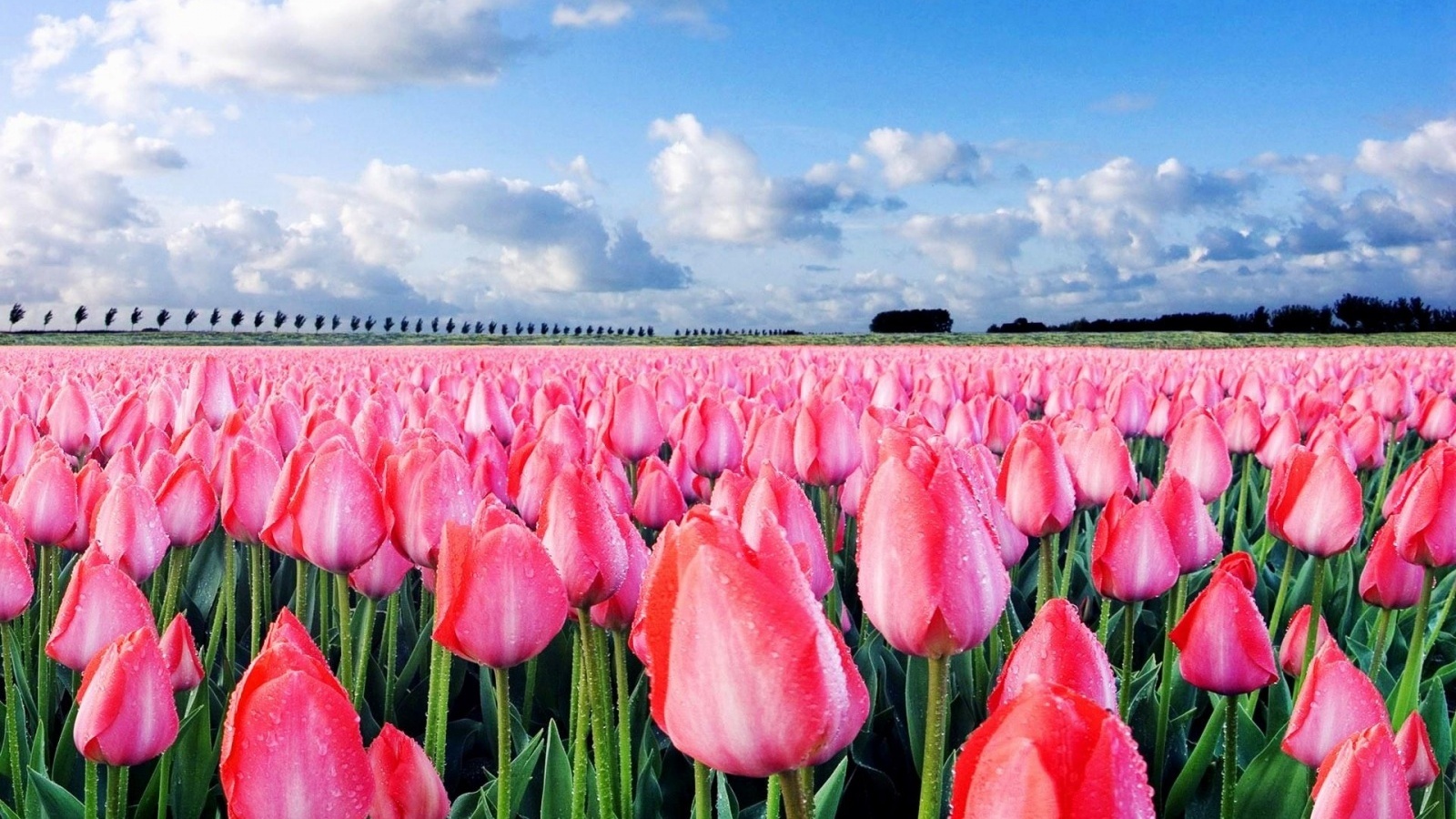Pink Tulips - High Angle Shot Nature - HD Wallpaper 