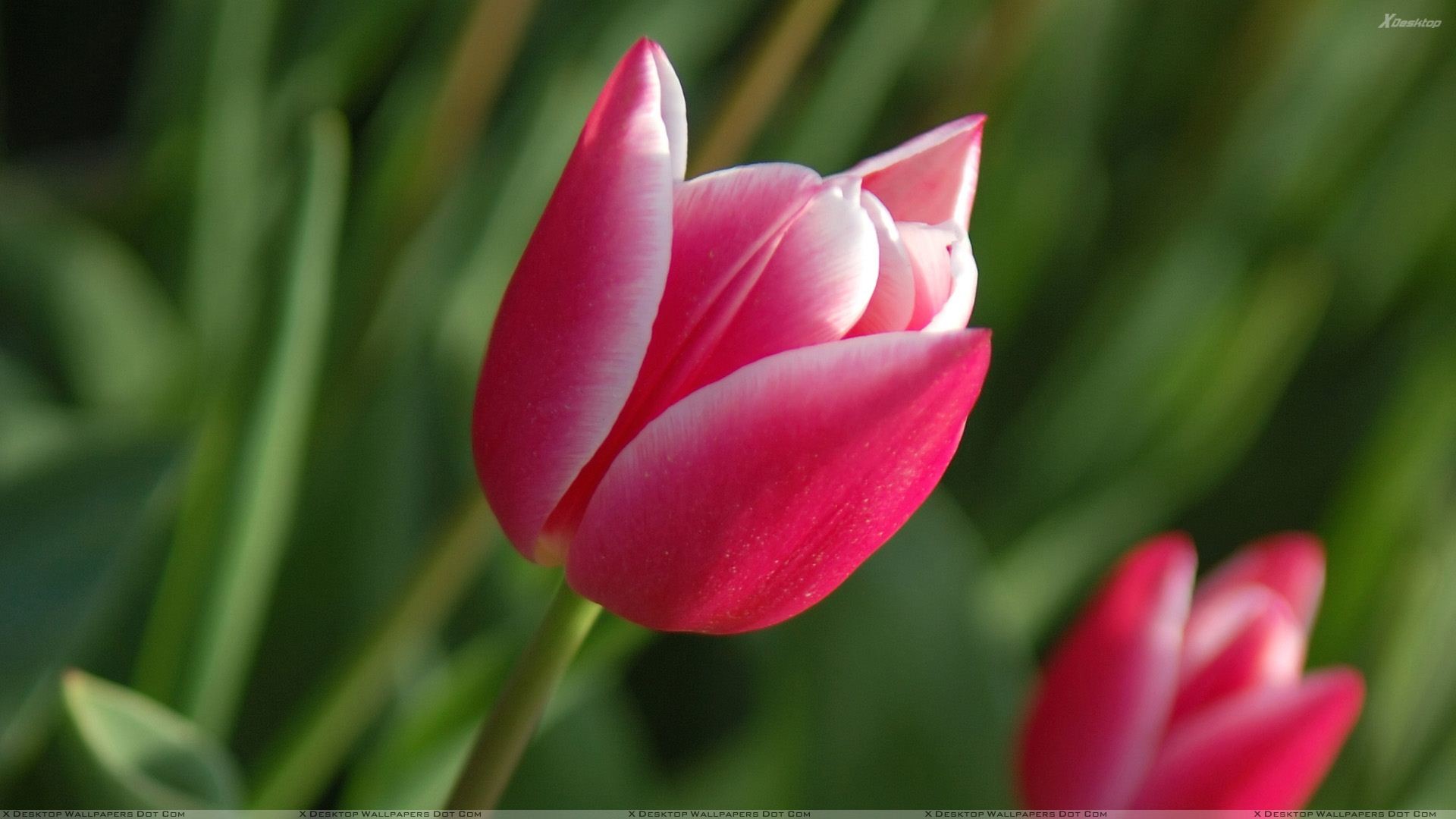 1920x1080, You Are Viewing Wallpaper Titled Pink Tulips - Desktop Wallpaper Tulips - HD Wallpaper 