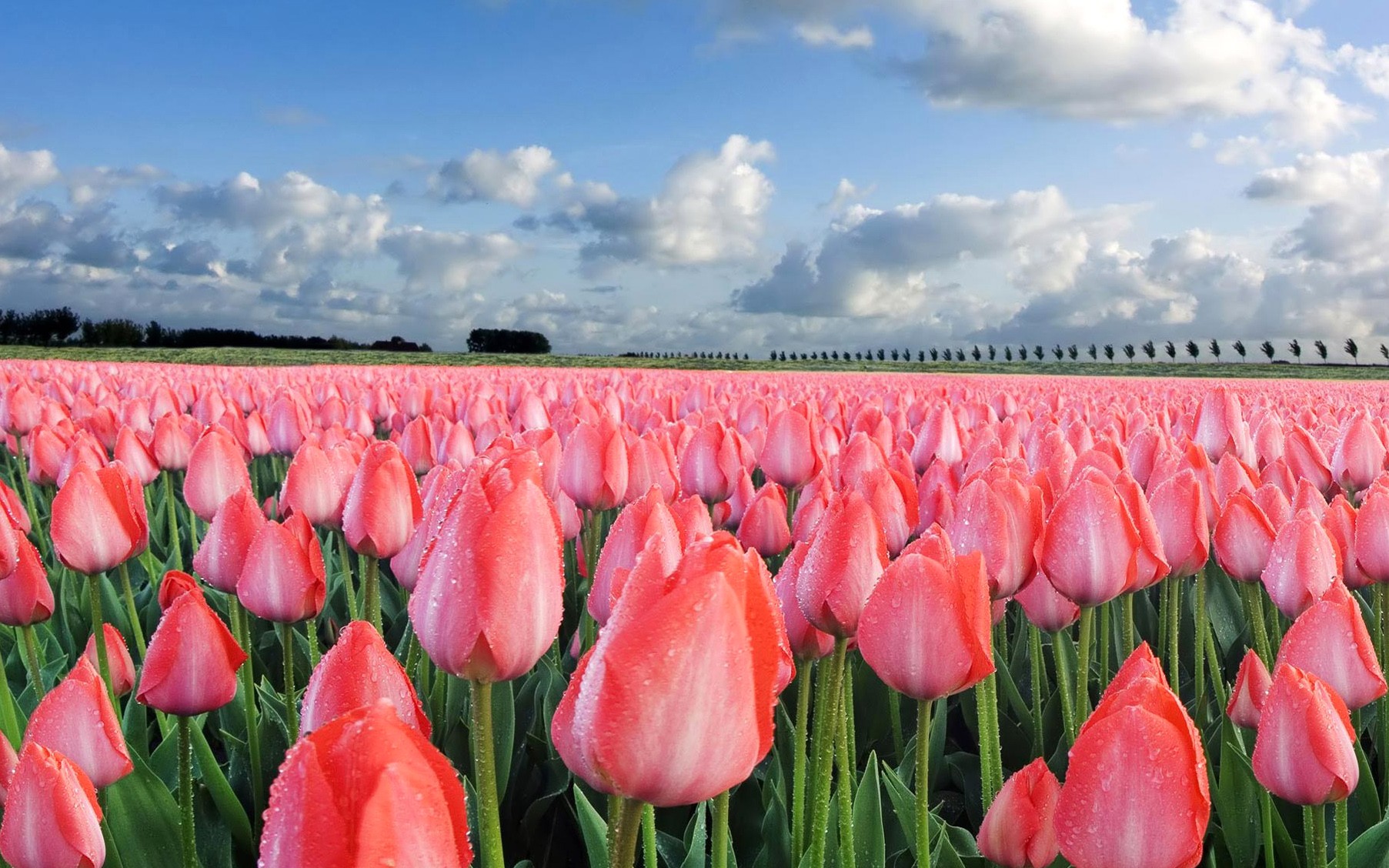 Обои На Рабочий Стол Поле Тюльпанов - HD Wallpaper 