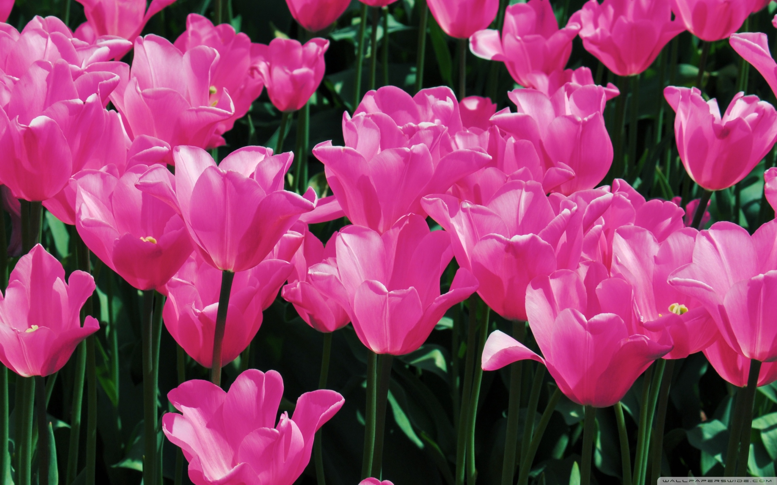 Tulips Pink Wide - HD Wallpaper 