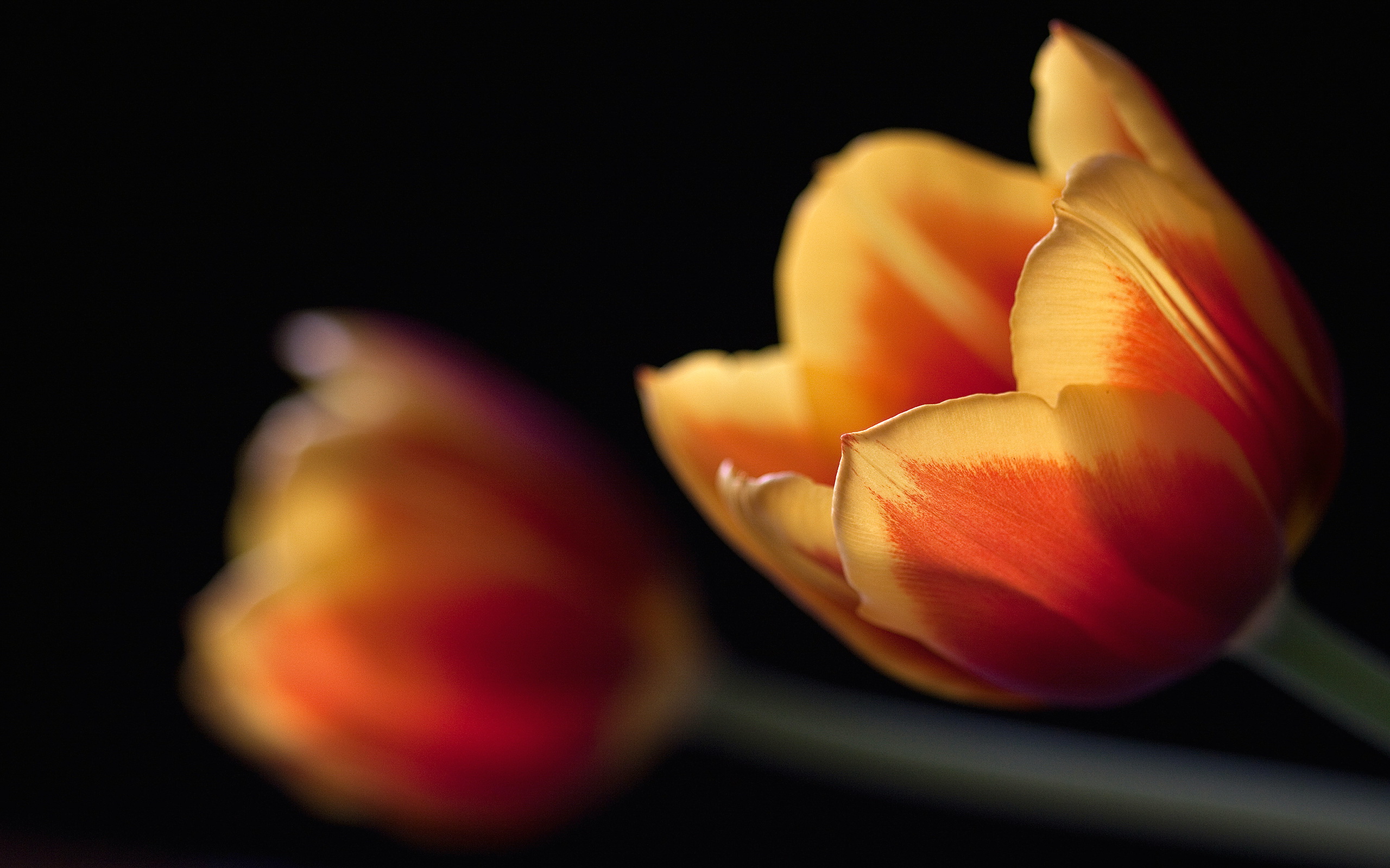 Desktop Wallpapers Free Beautiful Tulips - Orange Tulips Flower Iphone - HD Wallpaper 