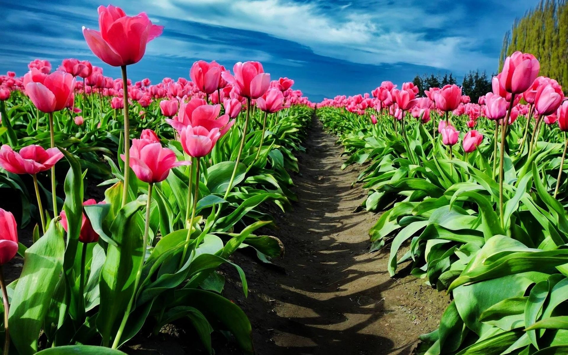 High Definition Images Collpection - HD Wallpaper 