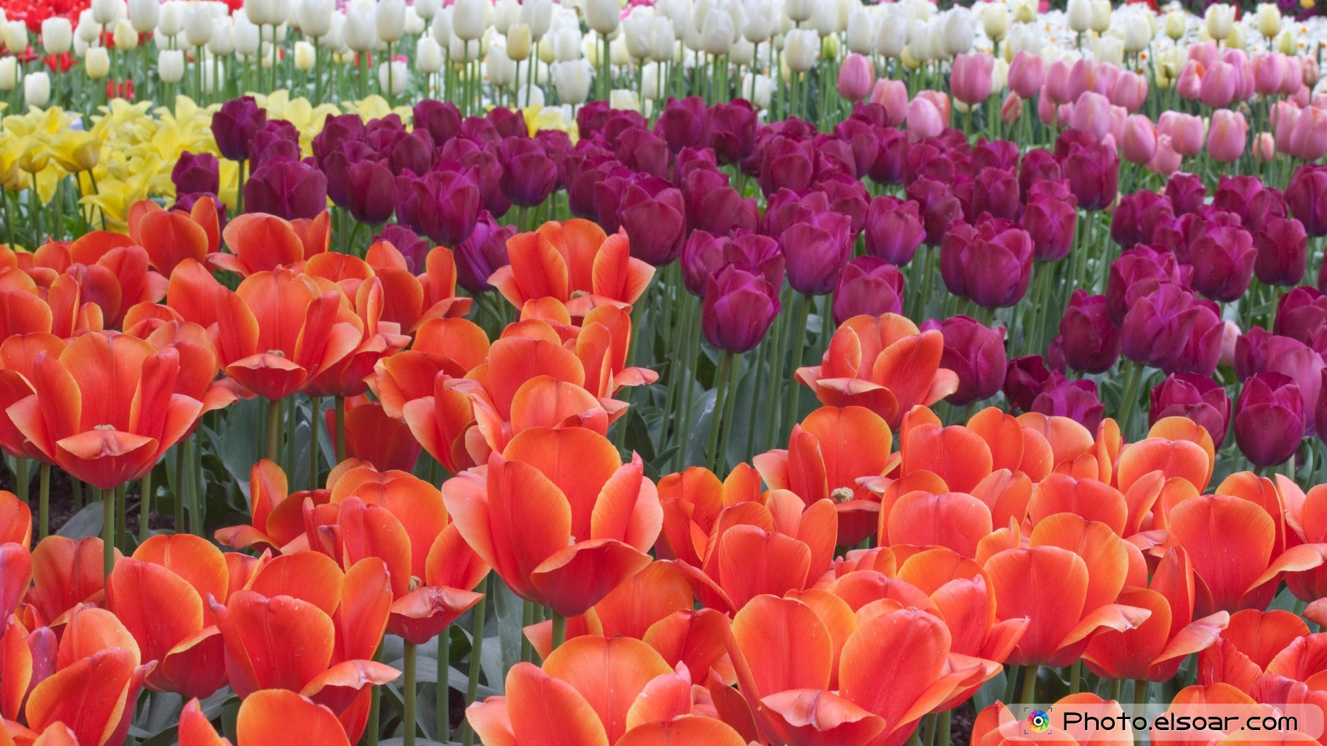 Free Hd Wallpaper - Sprenger's Tulip - HD Wallpaper 