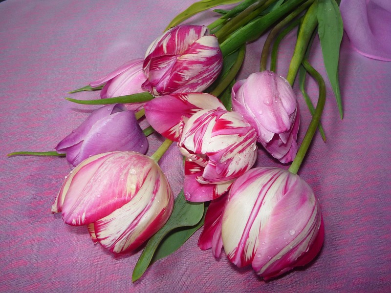 Bouquet Of Pink Tulips Wallpaper - Varda Diena Andris Apsveikumi - HD Wallpaper 