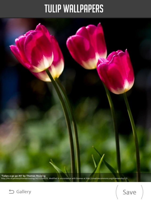 Sprenger's Tulip - HD Wallpaper 