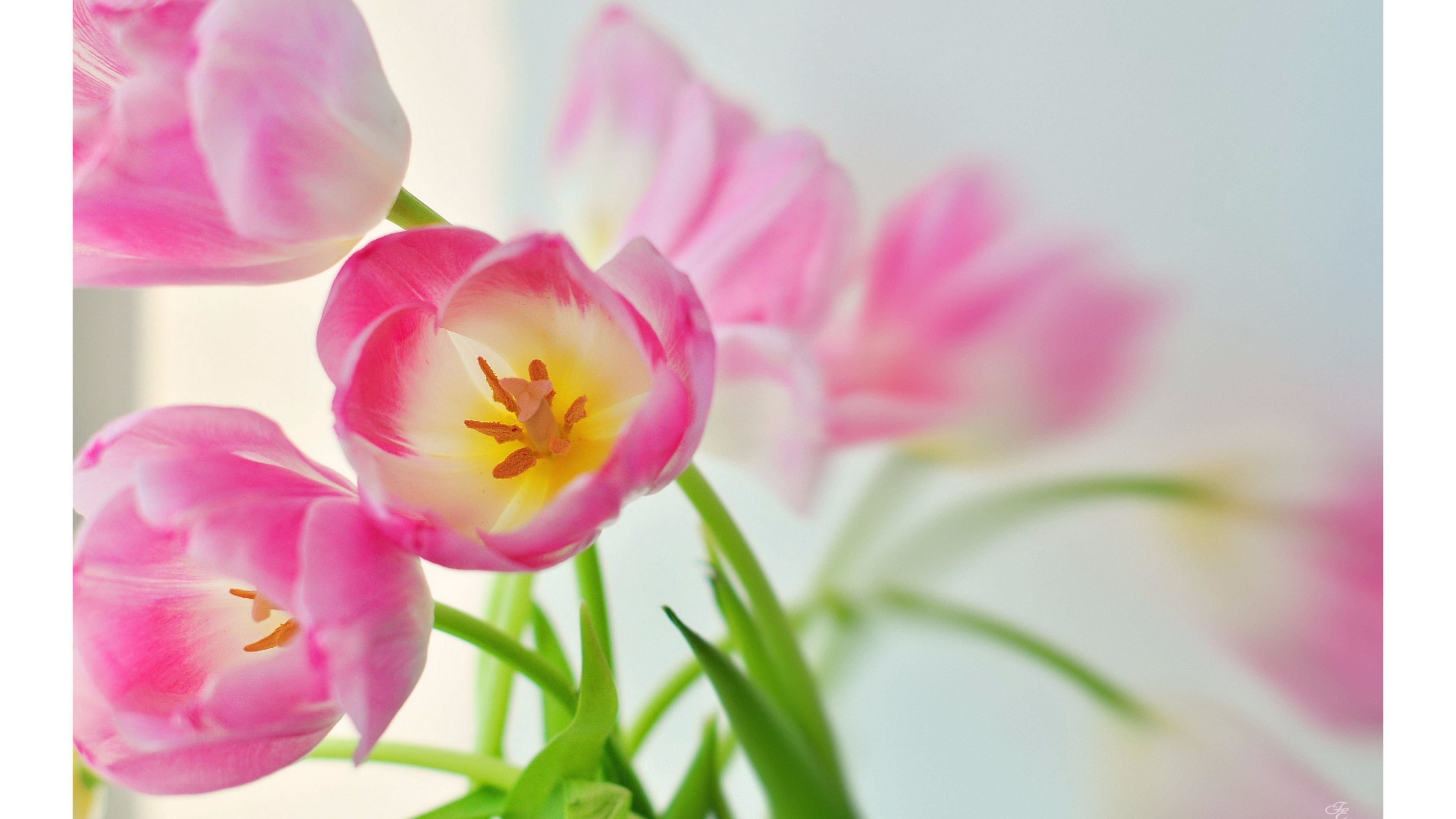 3840x2160, Beautiful Pink Tulips 4k Wallpaper 
 Data - 1440 2560 Flowers - HD Wallpaper 