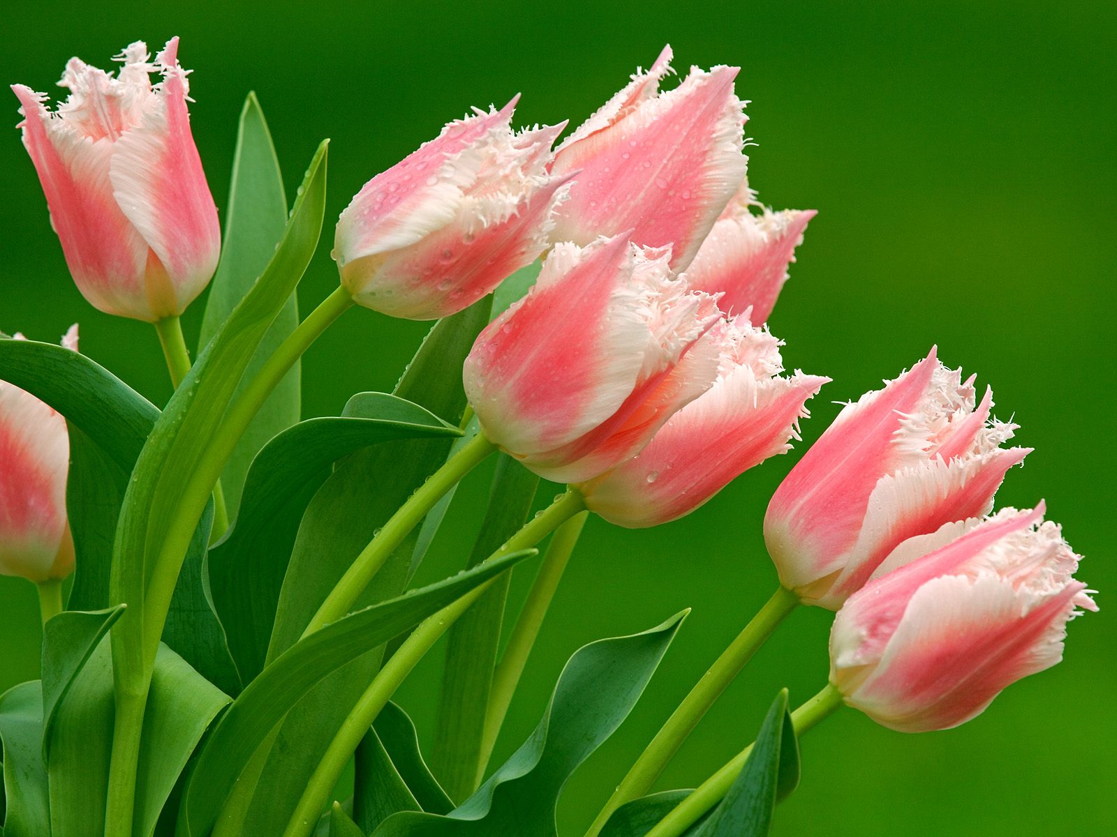 Parrot Tulips - Imagenes De Flor Tulipanes - HD Wallpaper 