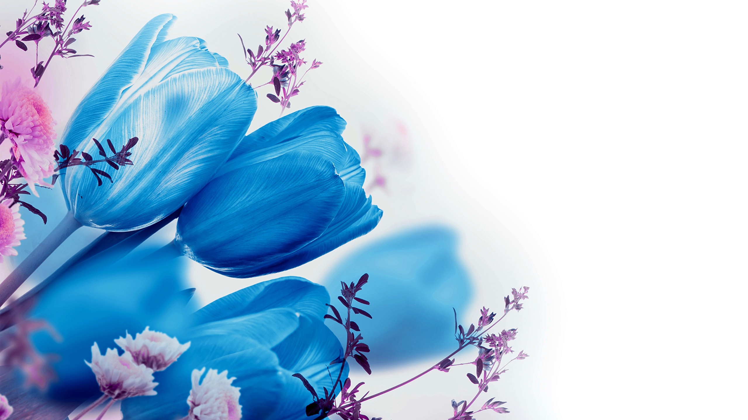 Blue Tulip Flower Background 2560x1440 Wallpaper teahub.io