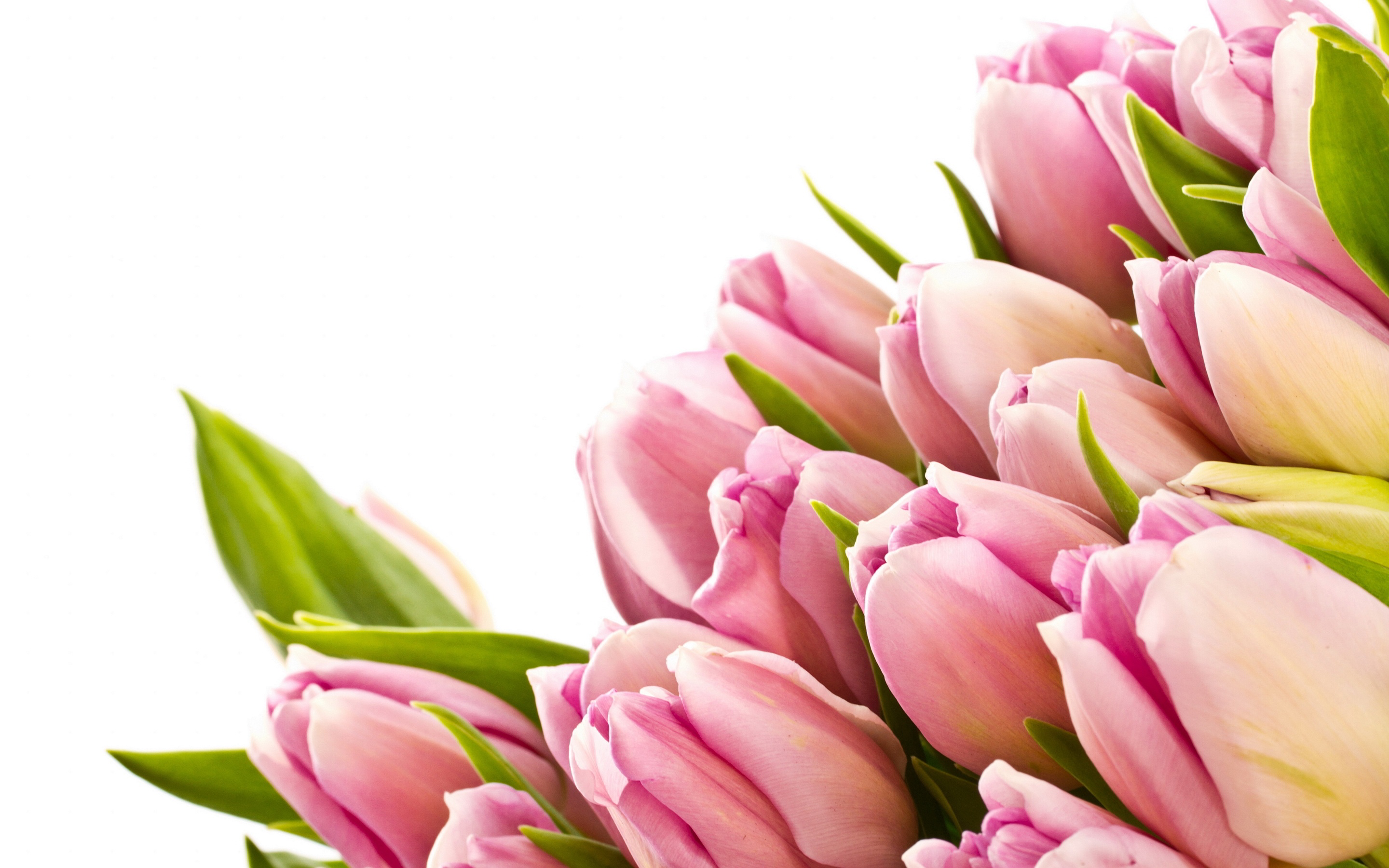 Tulip Flower Wallpapers For Desktop Background - HD Wallpaper 