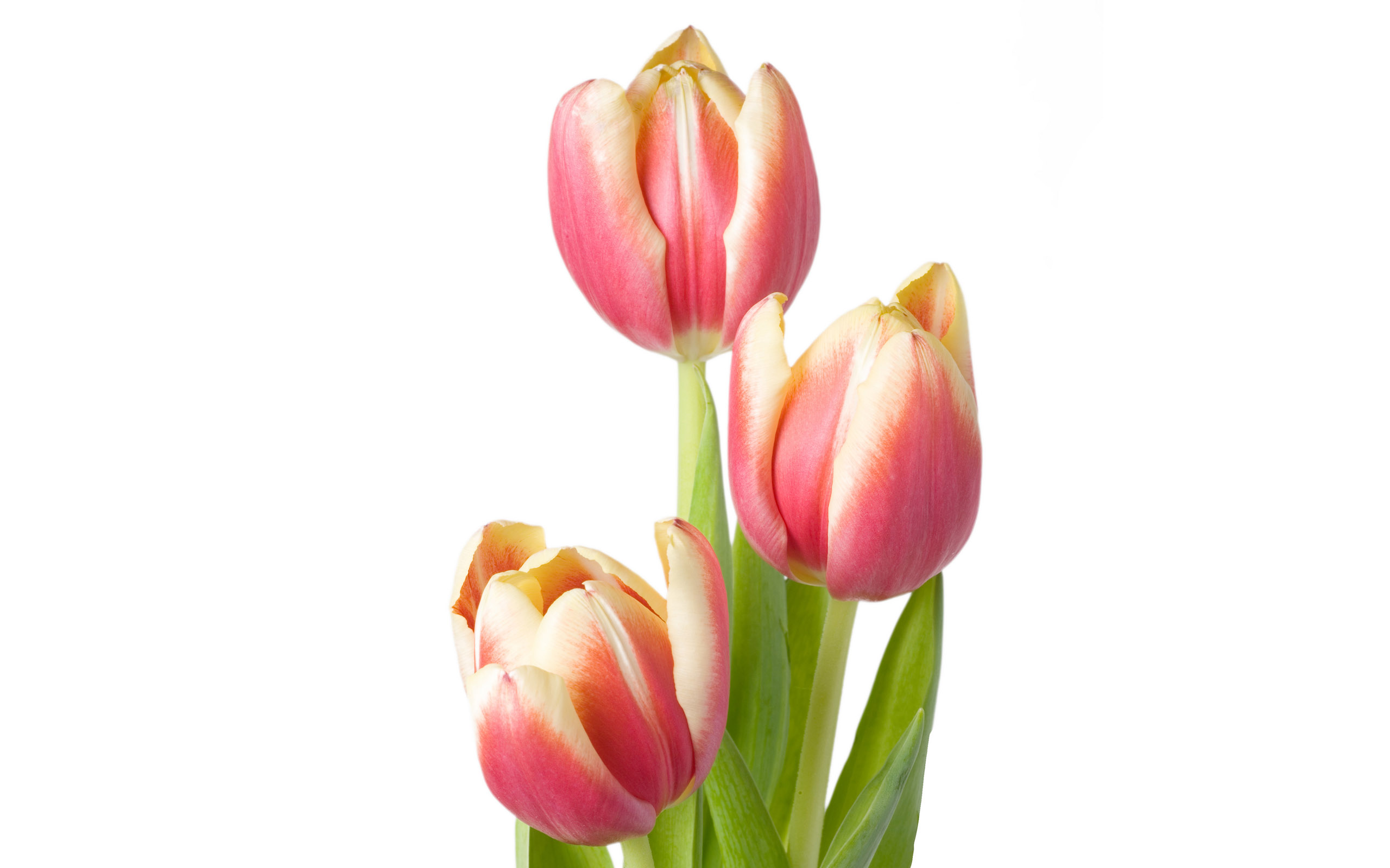 Three Tulips - HD Wallpaper 