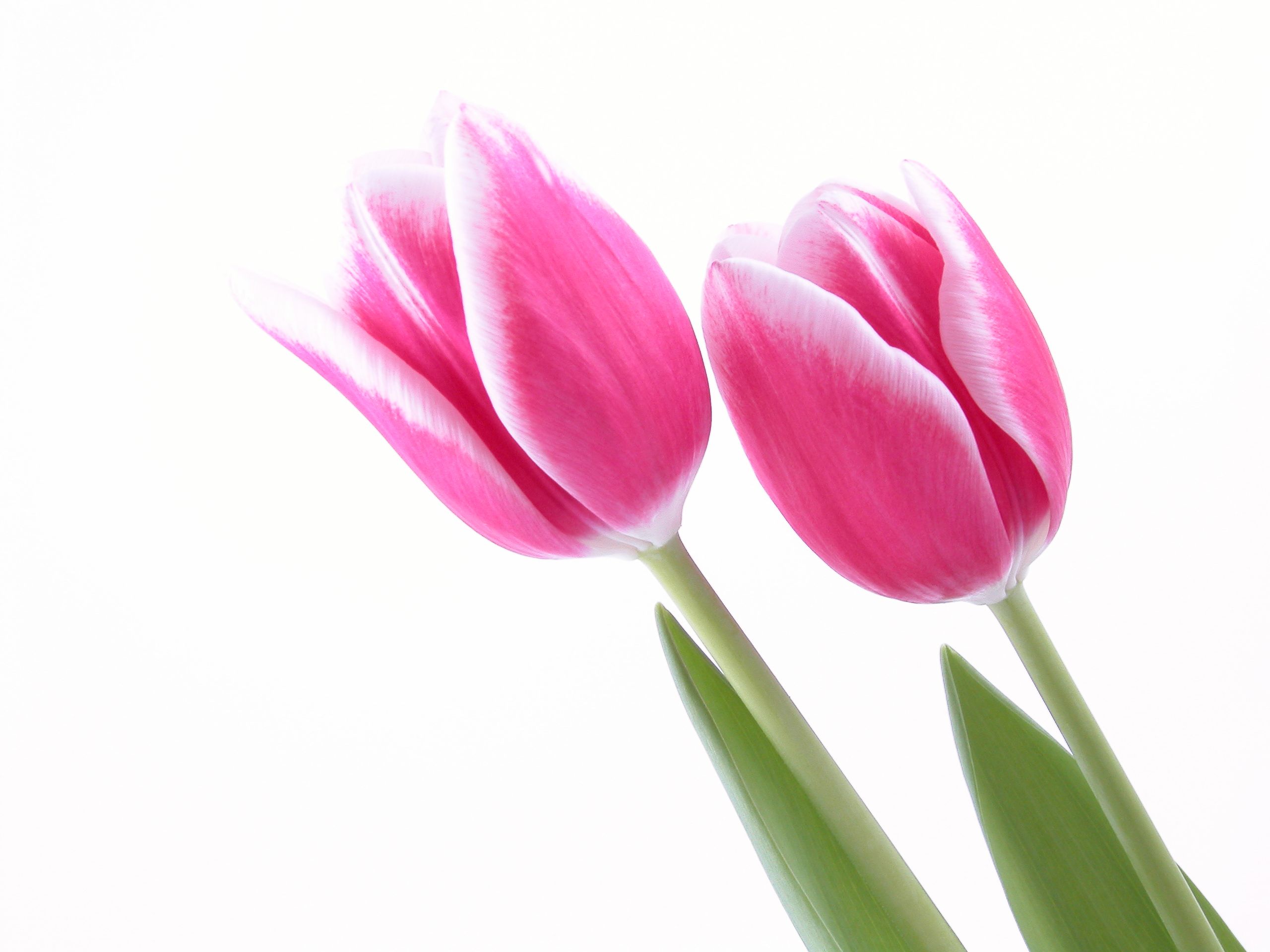 Tulips With White Background Hd - HD Wallpaper 