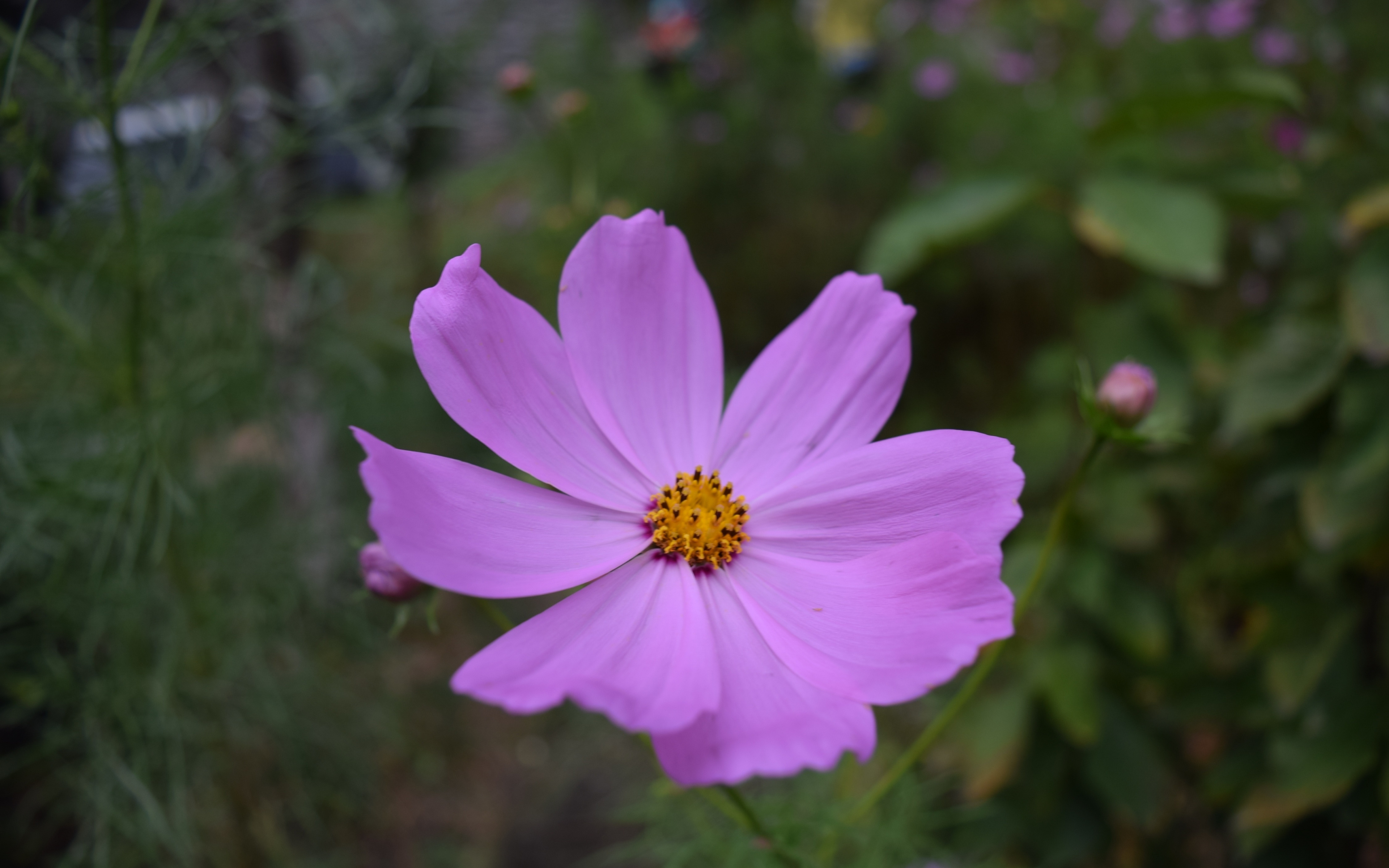 Pink Cosmos, Bright Flower, Bloom, Wallpaper - HD Wallpaper 