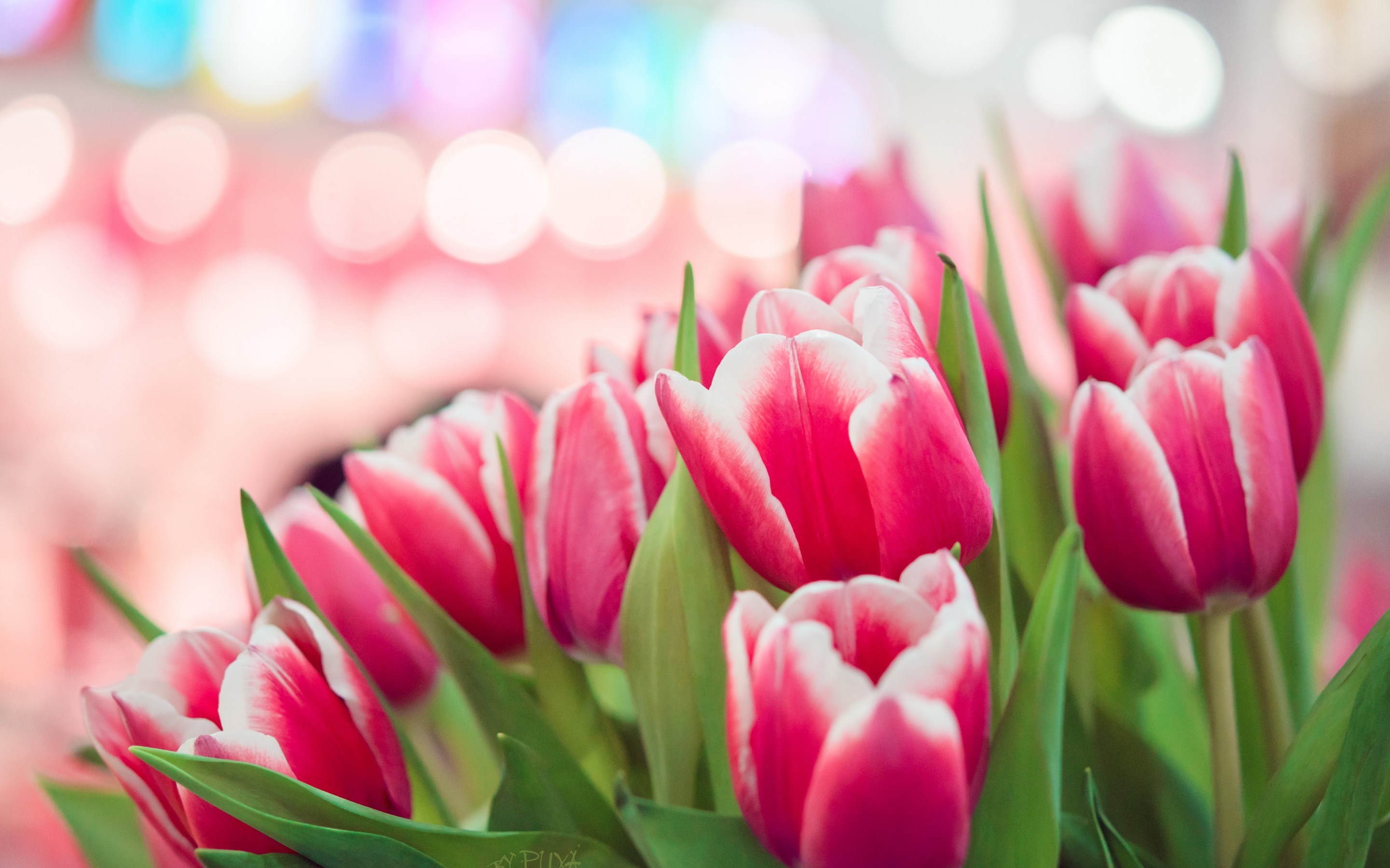Pink Tulips Wallpapers Hd - HD Wallpaper 