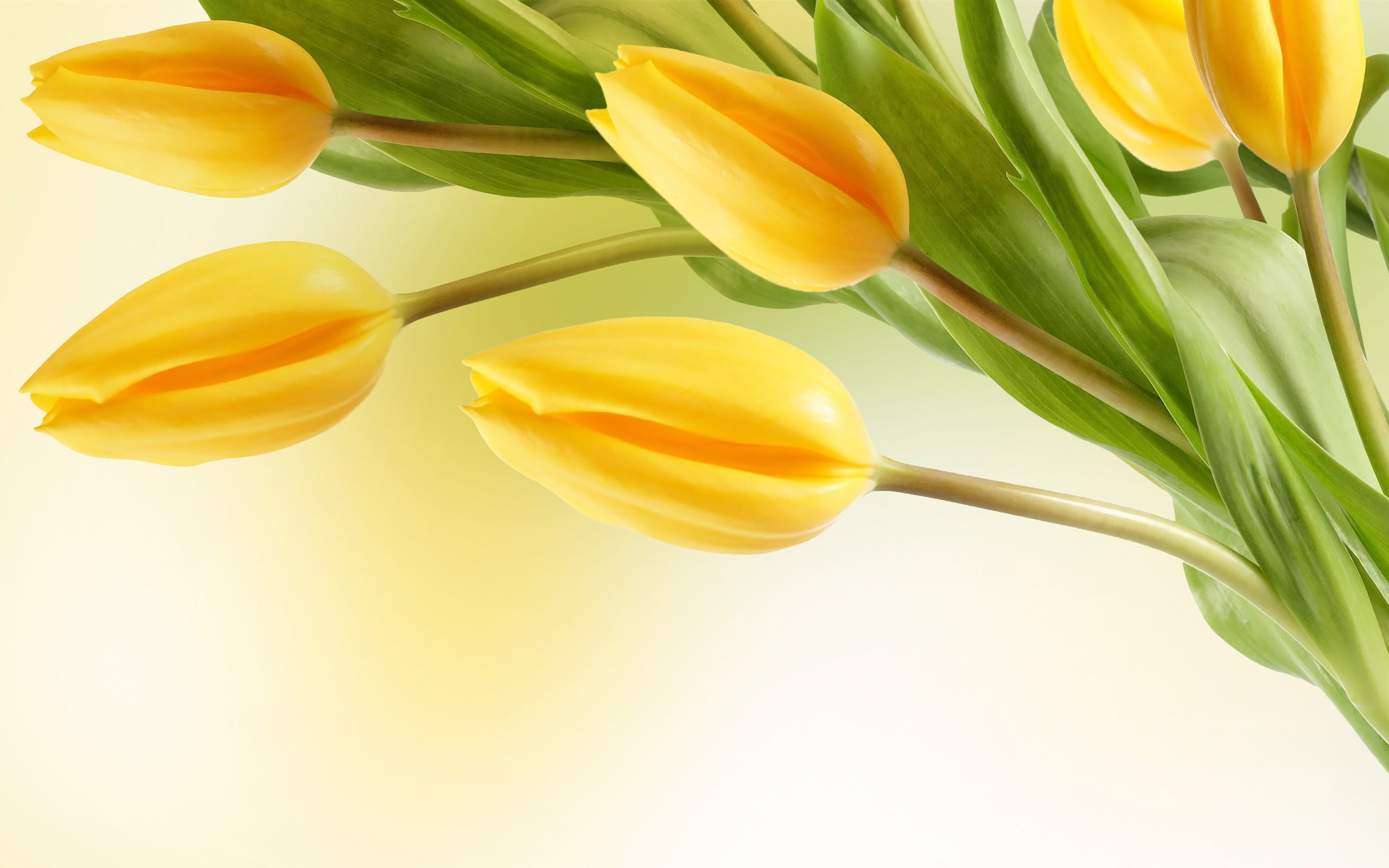 Large Tulip Picture - Yellow Tulips Wallpaper Hd - HD Wallpaper 