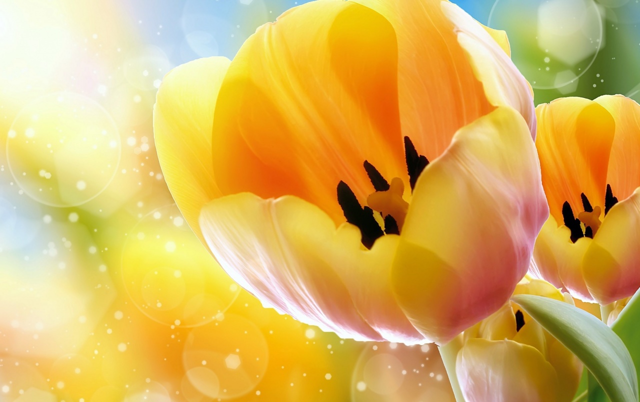 Yellow Tulips Wallpapers - Koryo Tv 32 Inch Price - HD Wallpaper 