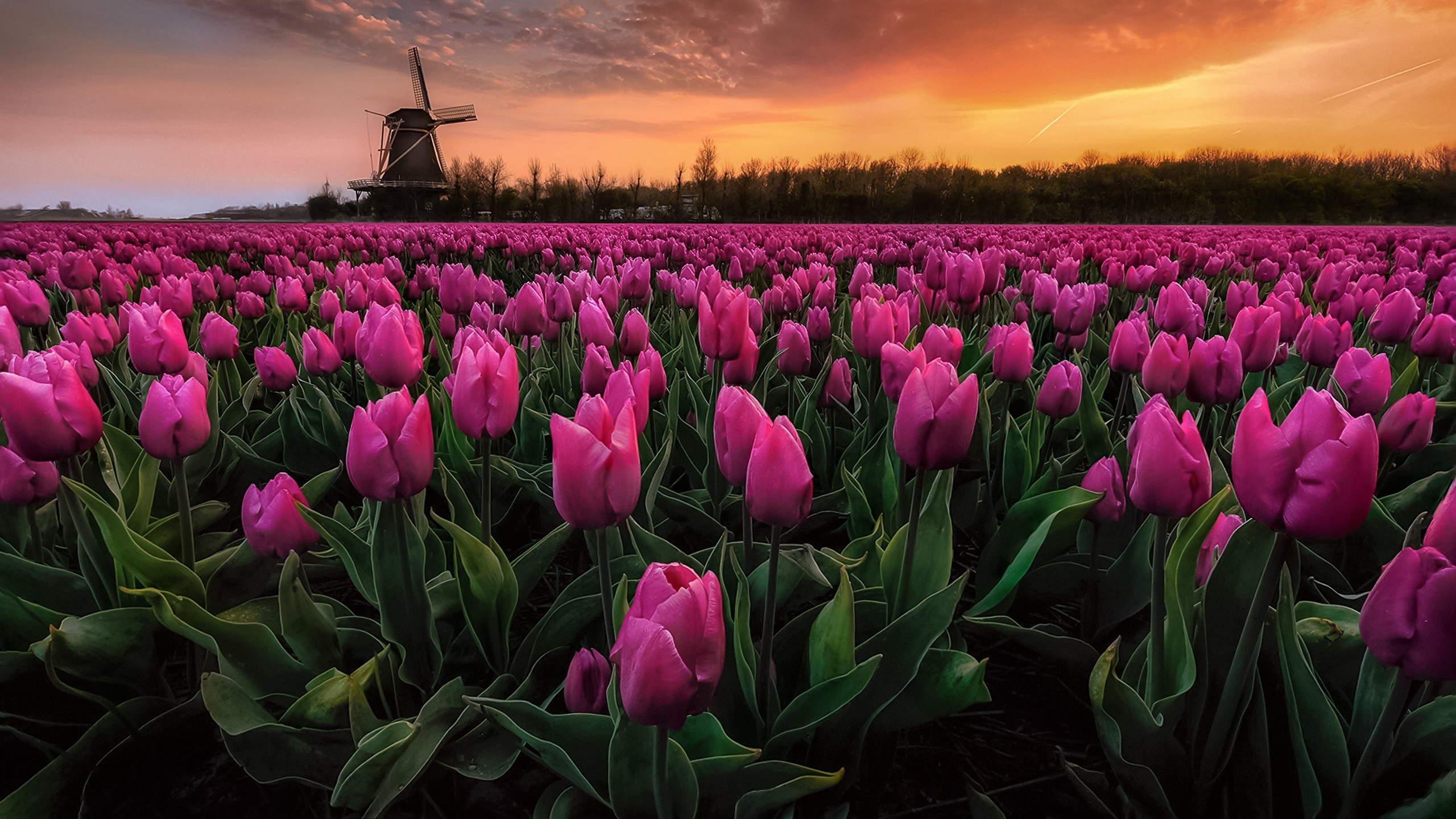 Campo De Rosas Y Flores 2560x1440 Wallpaper Teahub Io