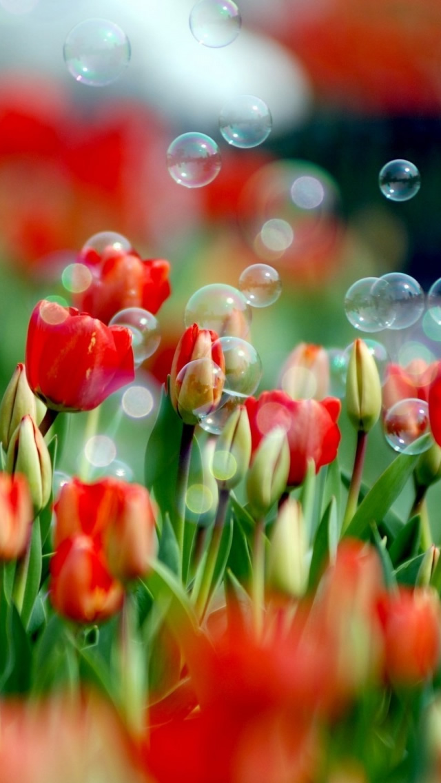 Tulips And Bubbles Iphone Wallpaper - Tulip Flower Wallpaper Hd - HD Wallpaper 