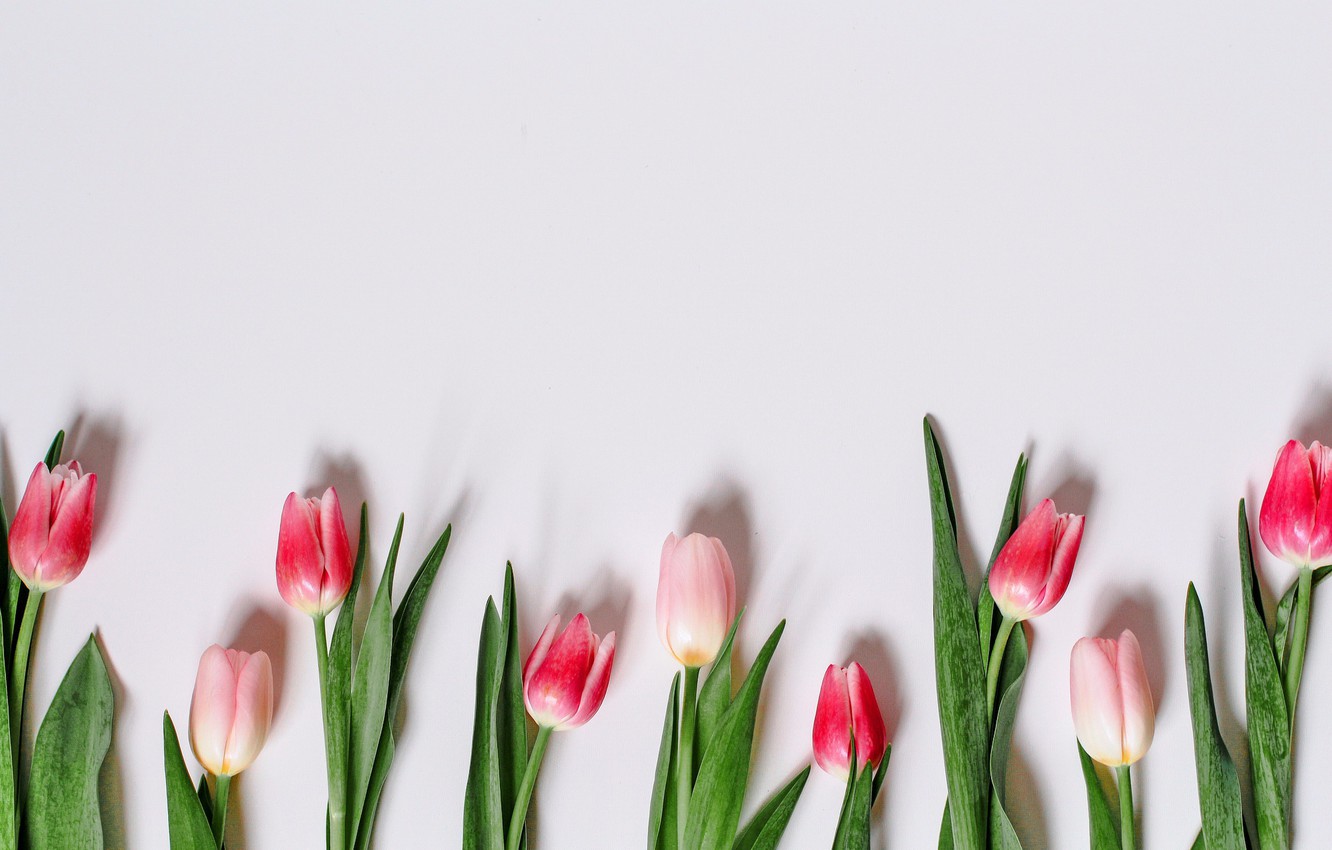 Photo Wallpaper Flowers, Tulips, Pink, Romantic, Tulips, - Sprenger's Tulip - HD Wallpaper 