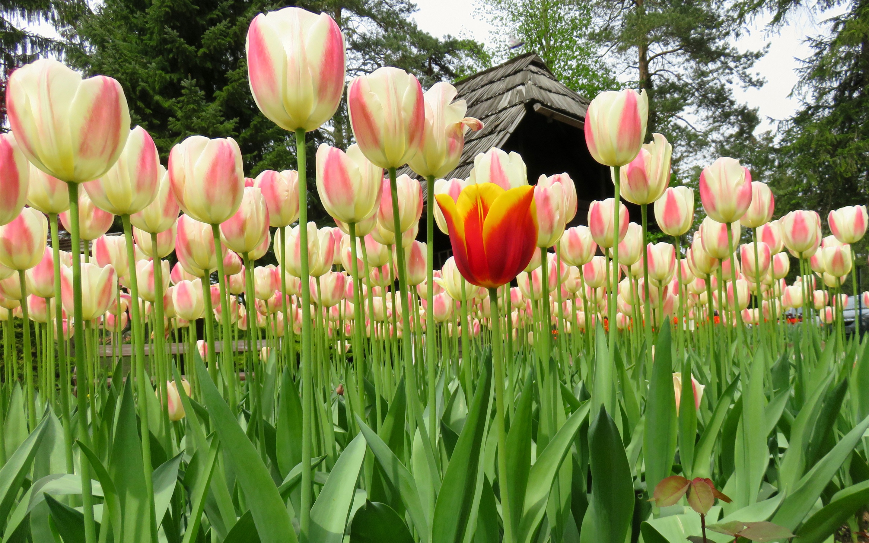 Wallpaper Beautiful Tulips, Flowers Field - Hermosos Tulipanes Para Fondo De Pantalla - HD Wallpaper 