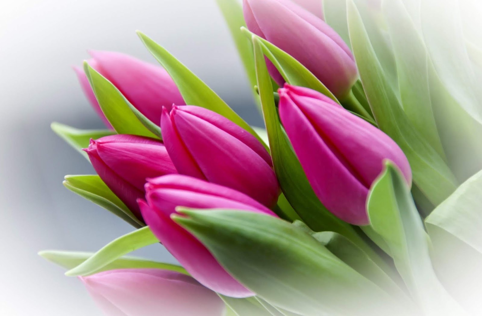 Buds Of Flowers - HD Wallpaper 