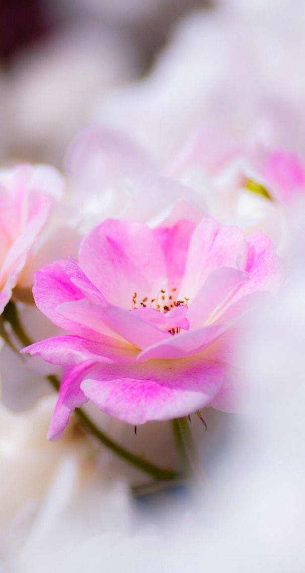 Nature Wallpapers For Phone - HD Wallpaper 