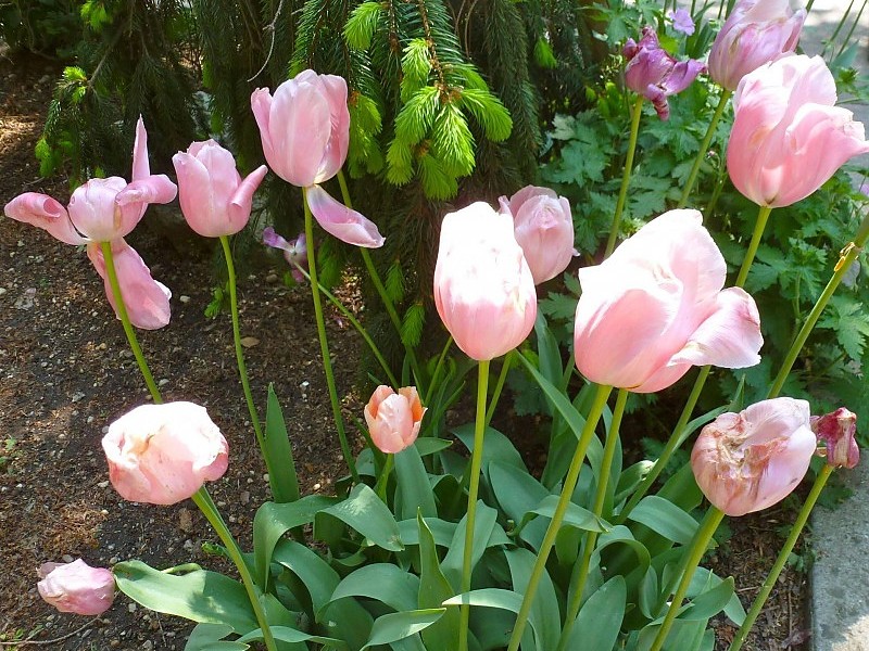 Light Pink Tulips - Sprenger's Tulip - HD Wallpaper 