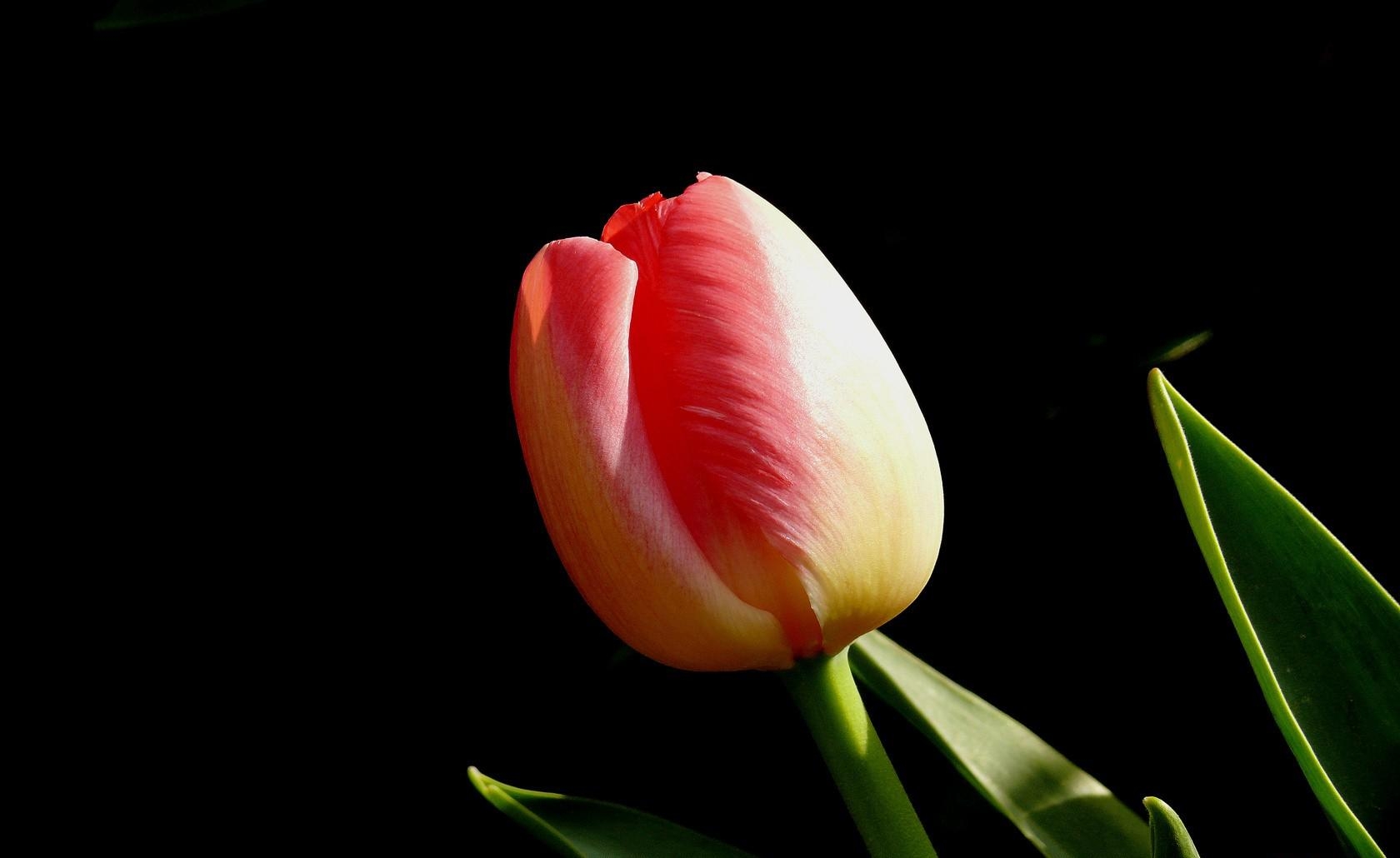 Wallpaper Tulip, Flower, Bud, Black Background - Tulip Flower With Black Background - HD Wallpaper 