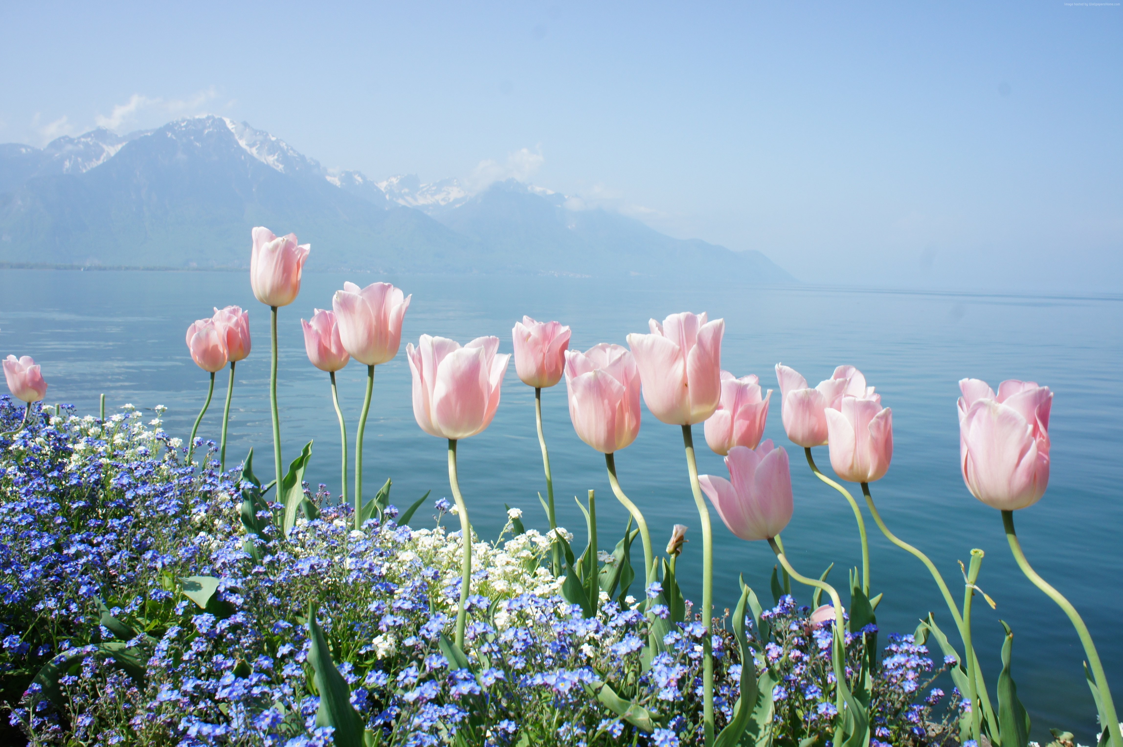 Spring Flowers And Mountains - HD Wallpaper 