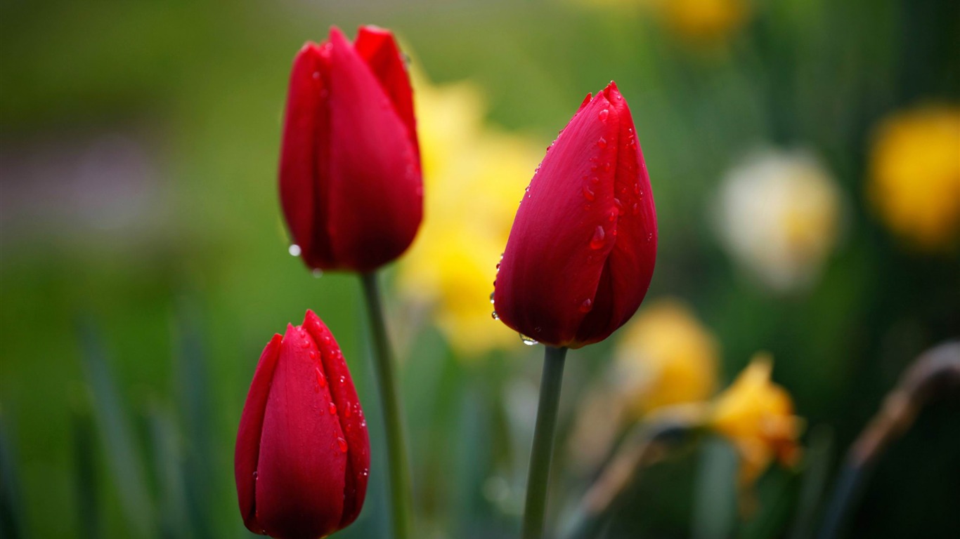 Three Red Tulips-2012 Beautiful Flowers Wallpaper2012 - Nature Flowers - HD Wallpaper 