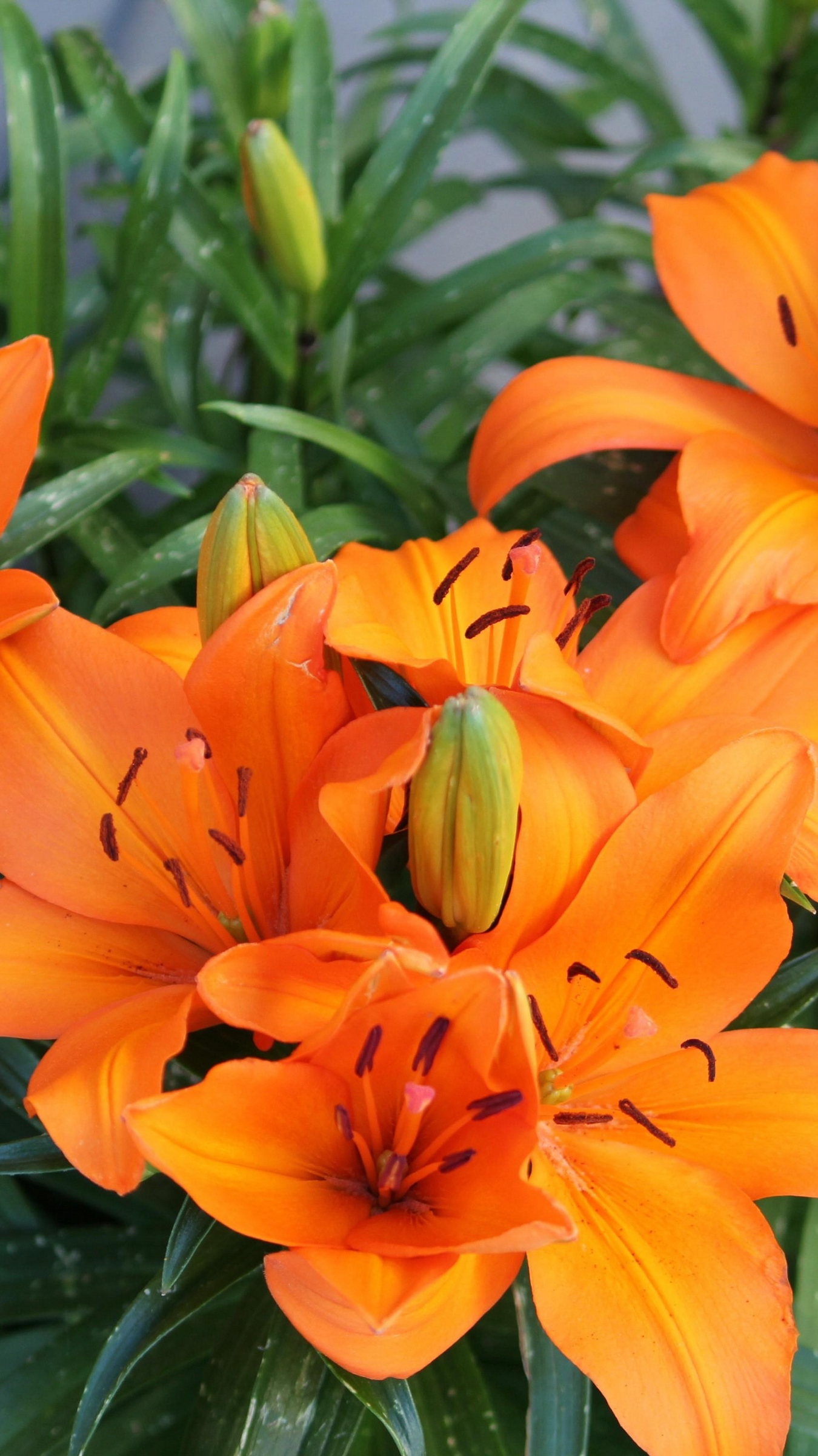 Wallpaper Lily, Orange, Bright, Flowers - Bright Flower Wallpaper Iphone - HD Wallpaper 
