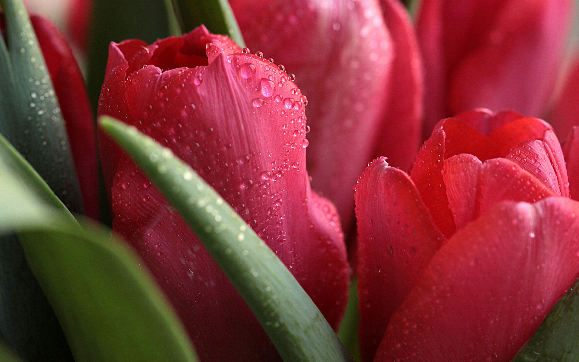 Desktop Tulip Wallpapers Wallpaper Cave - vrogue.co