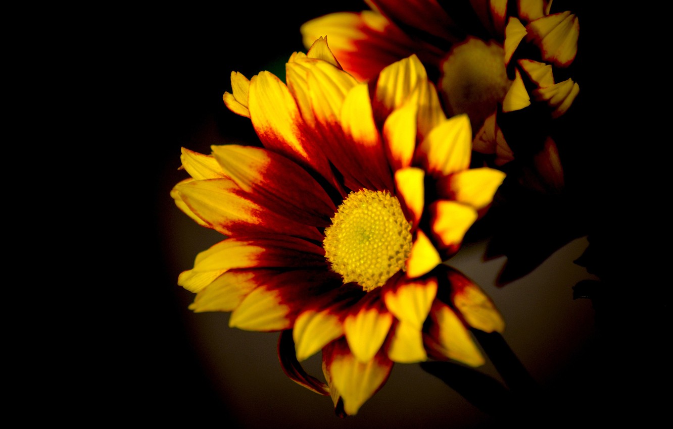 Photo Wallpaper Macro, Light, Flowers, Bright, Yellow, - Blanket Flowers - HD Wallpaper 