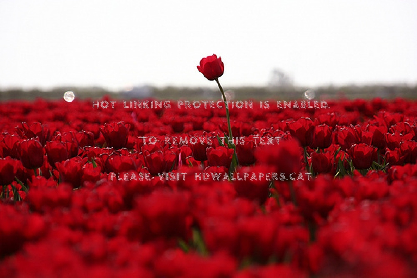Beautiful Tulips Field Flowers Nature Red - HD Wallpaper 