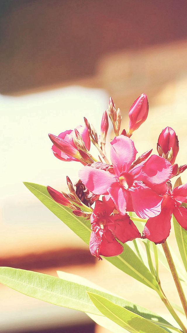 Nature Sunny Bright Flower Plant Iphone Wallpaper - Flower - HD Wallpaper 