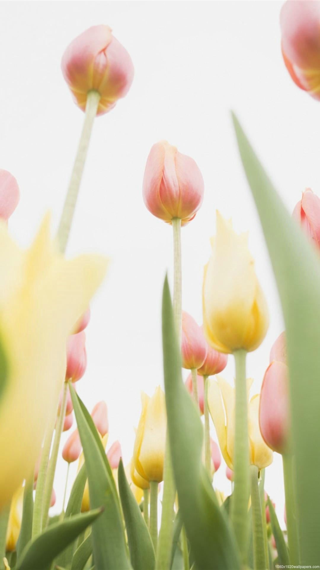 Tulips Phone Background Hd - HD Wallpaper 