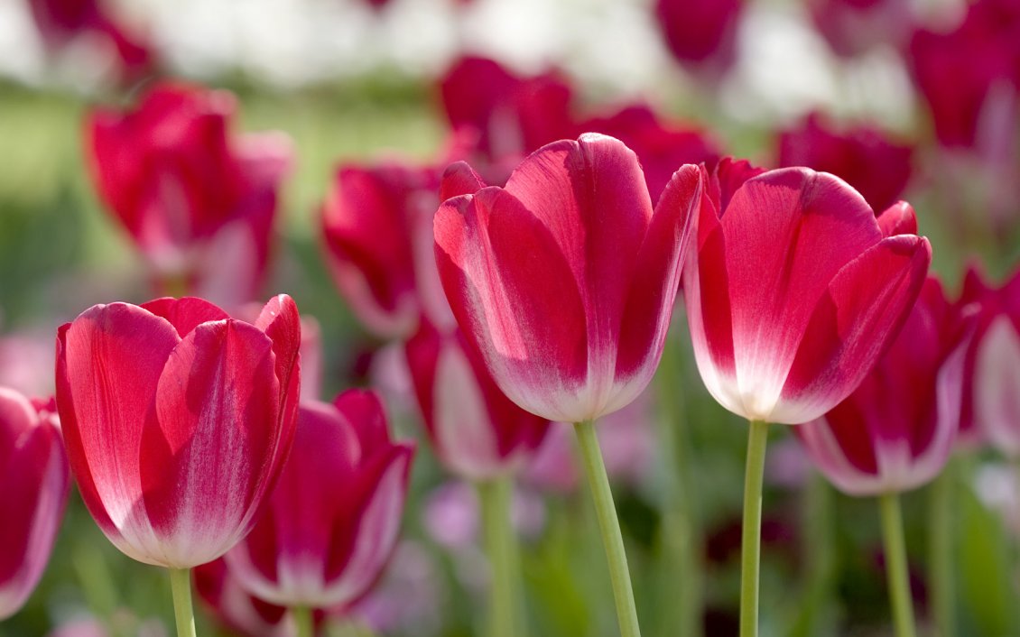 Download Wallpaper Tulips Red With White - HD Wallpaper 