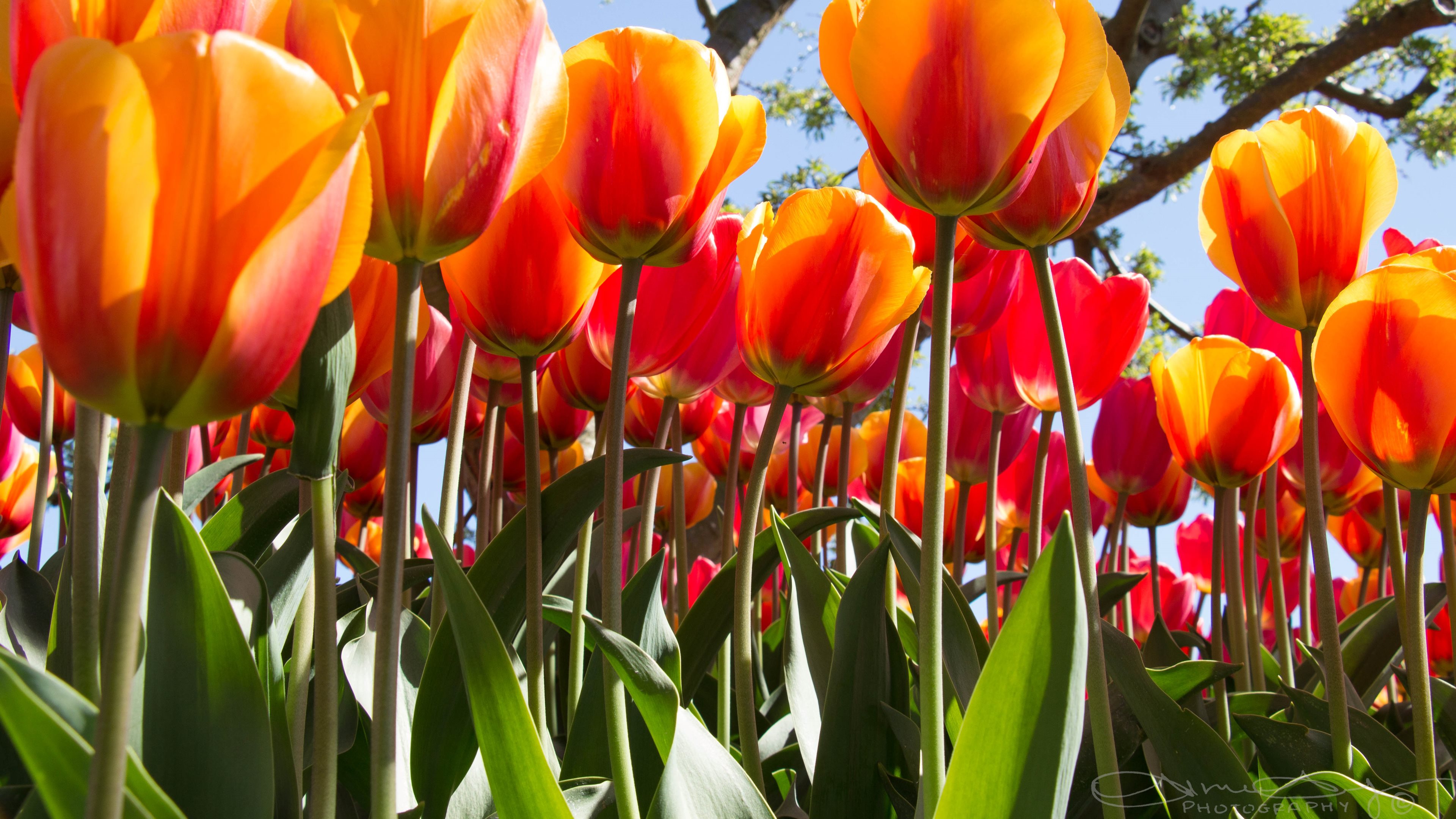 Hd 4k Wallpapers Tulips - HD Wallpaper 