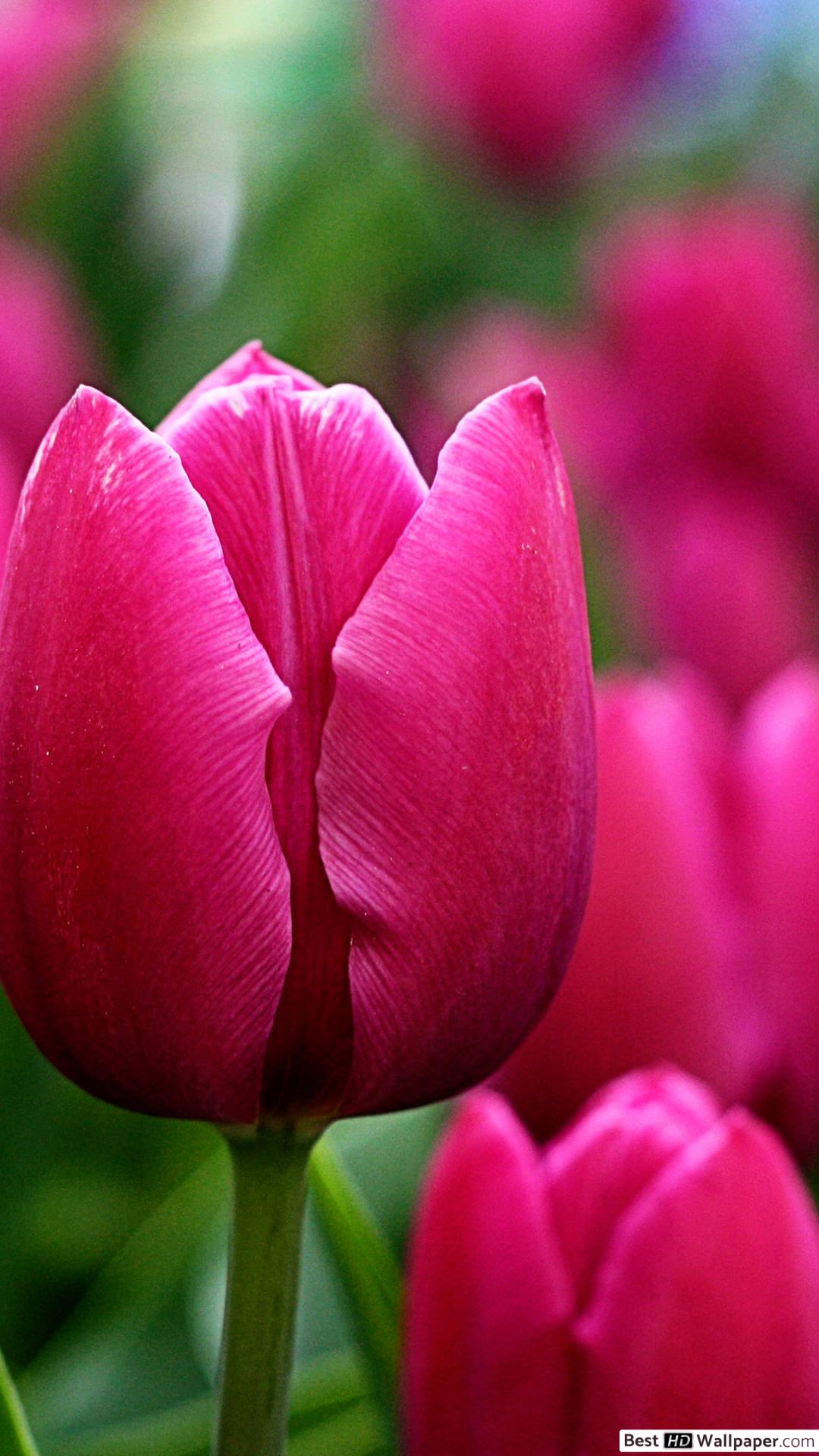 Flower - HD Wallpaper 