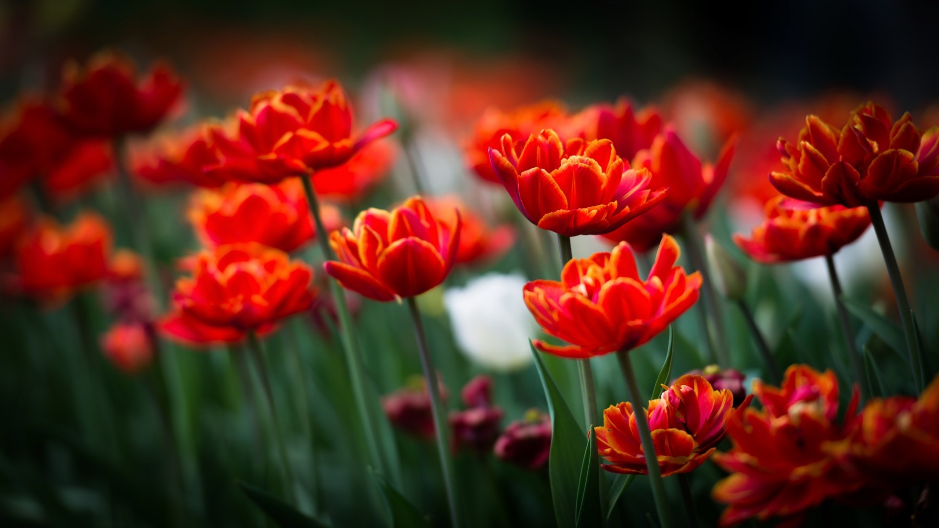 Orange Tulips Spring - Flower - HD Wallpaper 
