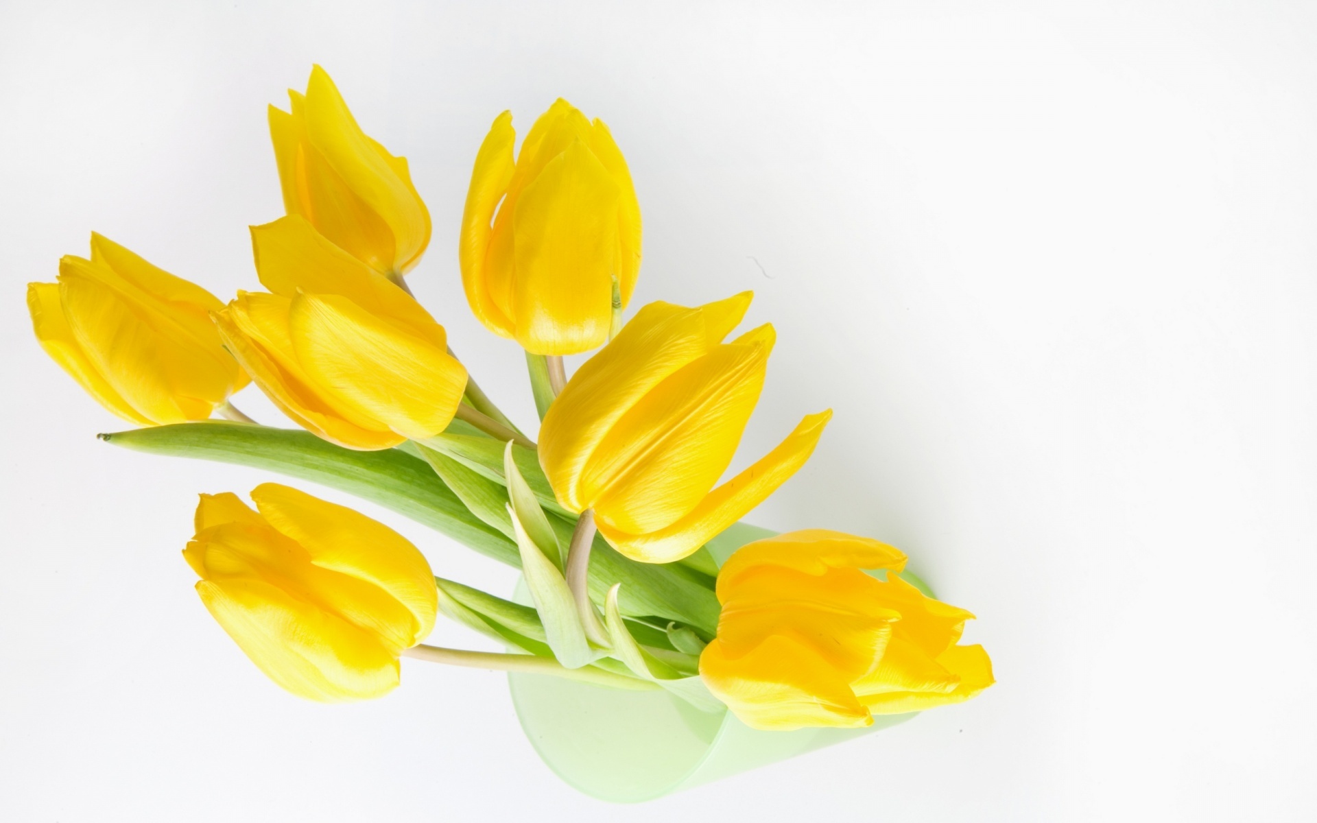 Desktop Wallpapers Free Yellow Tulips - Yellow Tulips - HD Wallpaper 