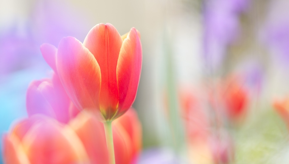 Bright, Flower, Scarlet, Bud, Tulip, Red Desktop Background - 夢 裡 明明 有 六 趣 覺 後 空空 無 大千 - HD Wallpaper 