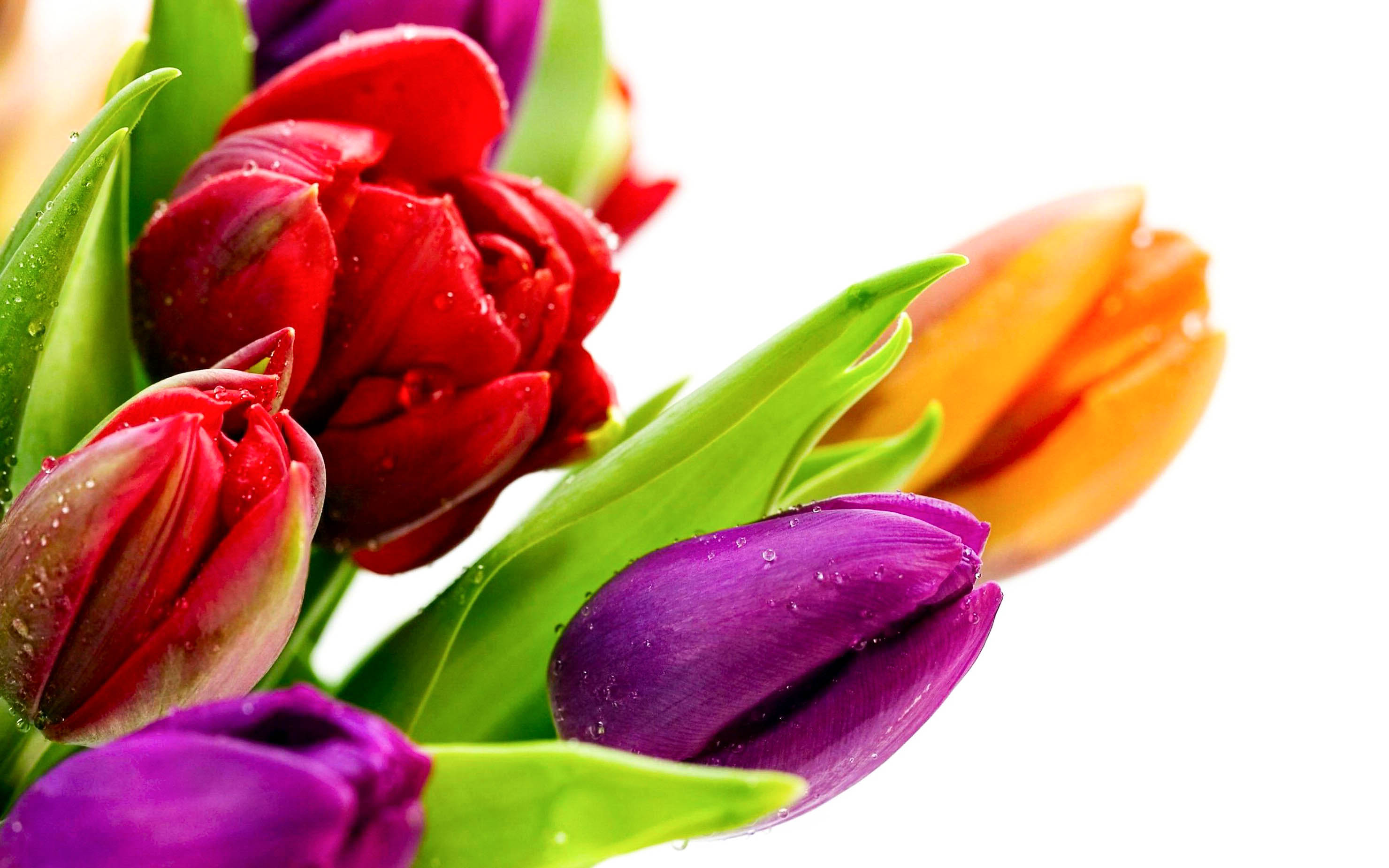 High Resolution Flower Images Hd - 2960x1850 Wallpaper - teahub.io