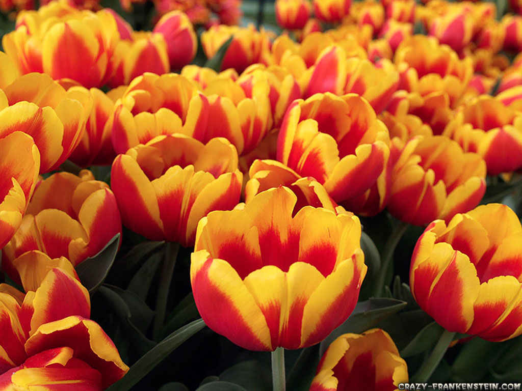 Tulips Flowers - HD Wallpaper 
