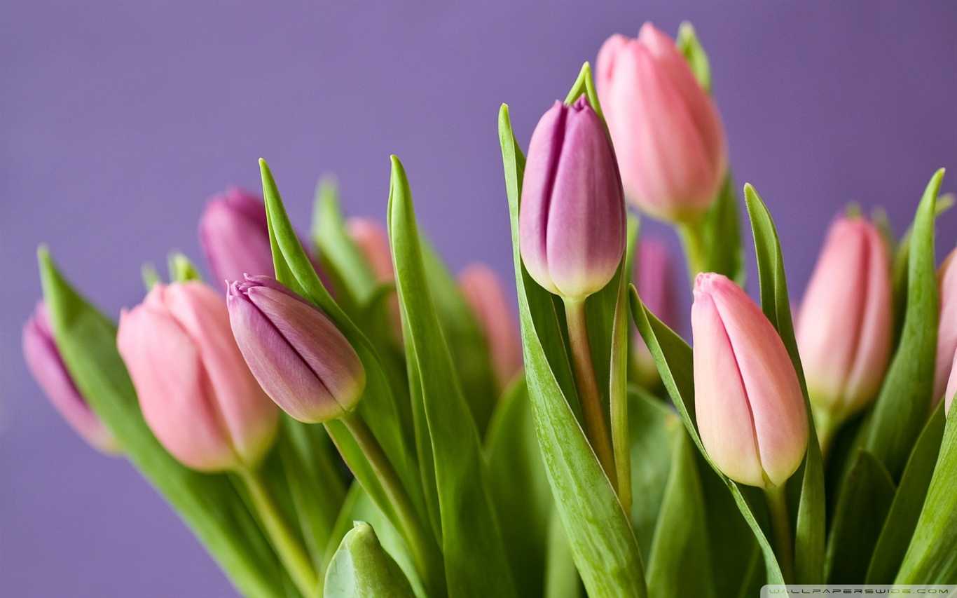 1920x1200, Tulips Spring - Поздравления С 8 Марта Короткие - HD Wallpaper 