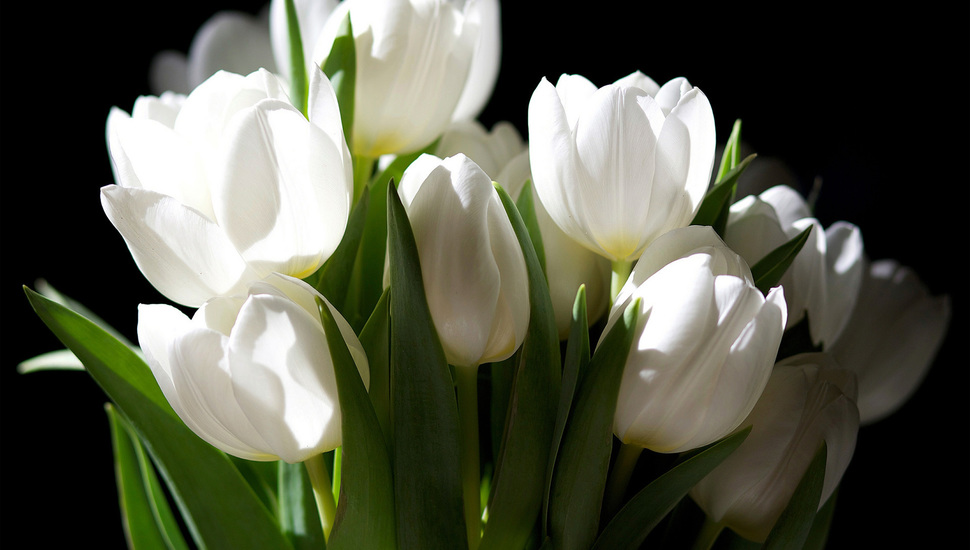 Tulips, White, The Dark Background, Bouquet, Flowers - White Hd Flowers In Black Background - HD Wallpaper 