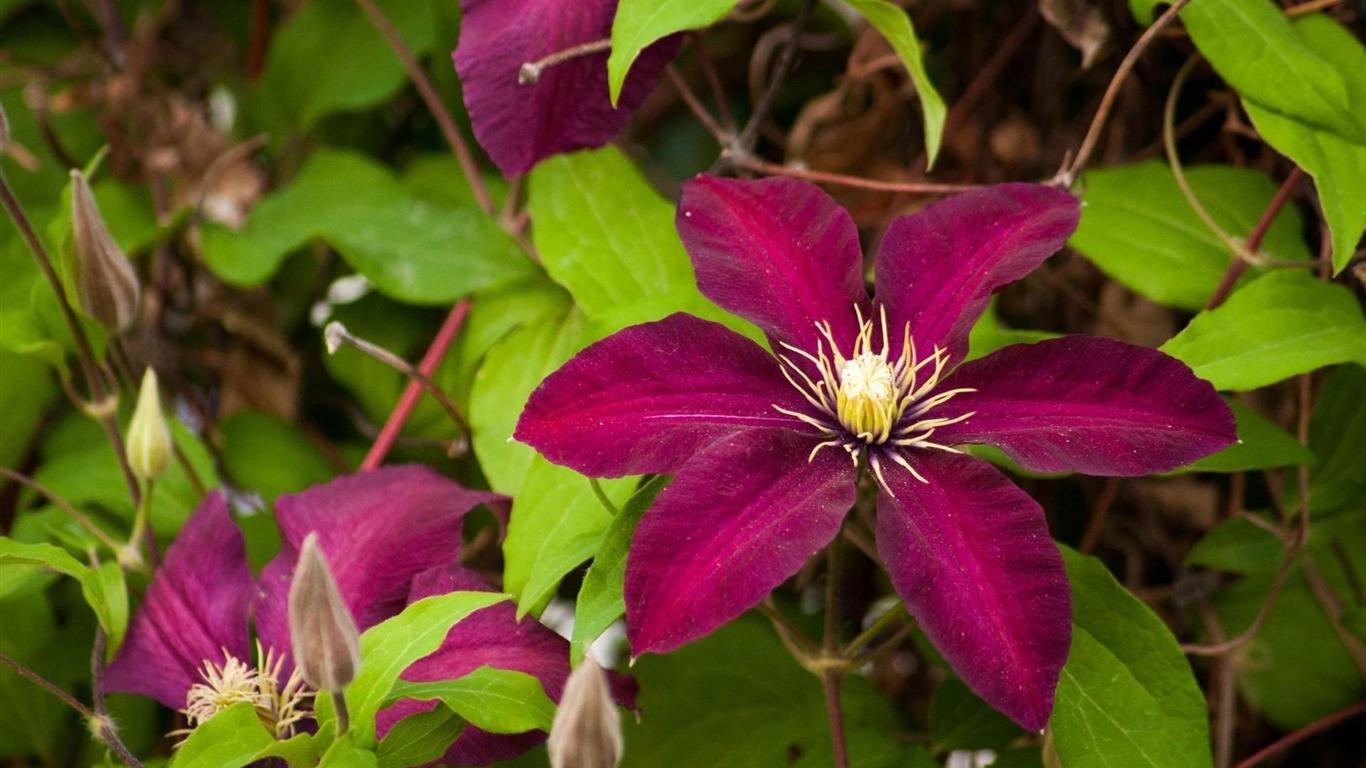 Clematis Flowering Branches Bright-flower Photography - Clematis - HD Wallpaper 