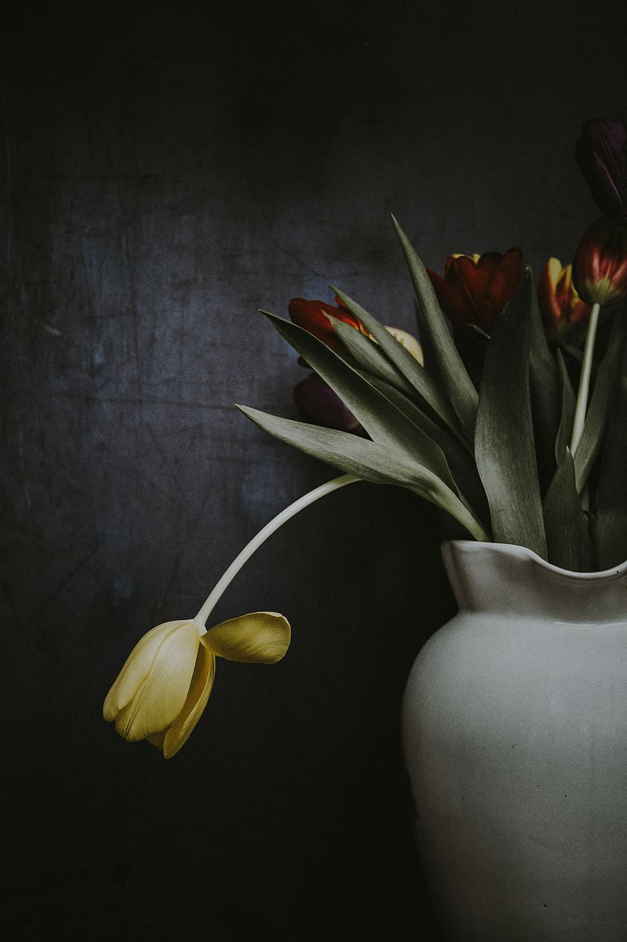 Tulips On Dark Background, Closeup Photo Of Red And - Tulip Flower Vase Dark Background - HD Wallpaper 