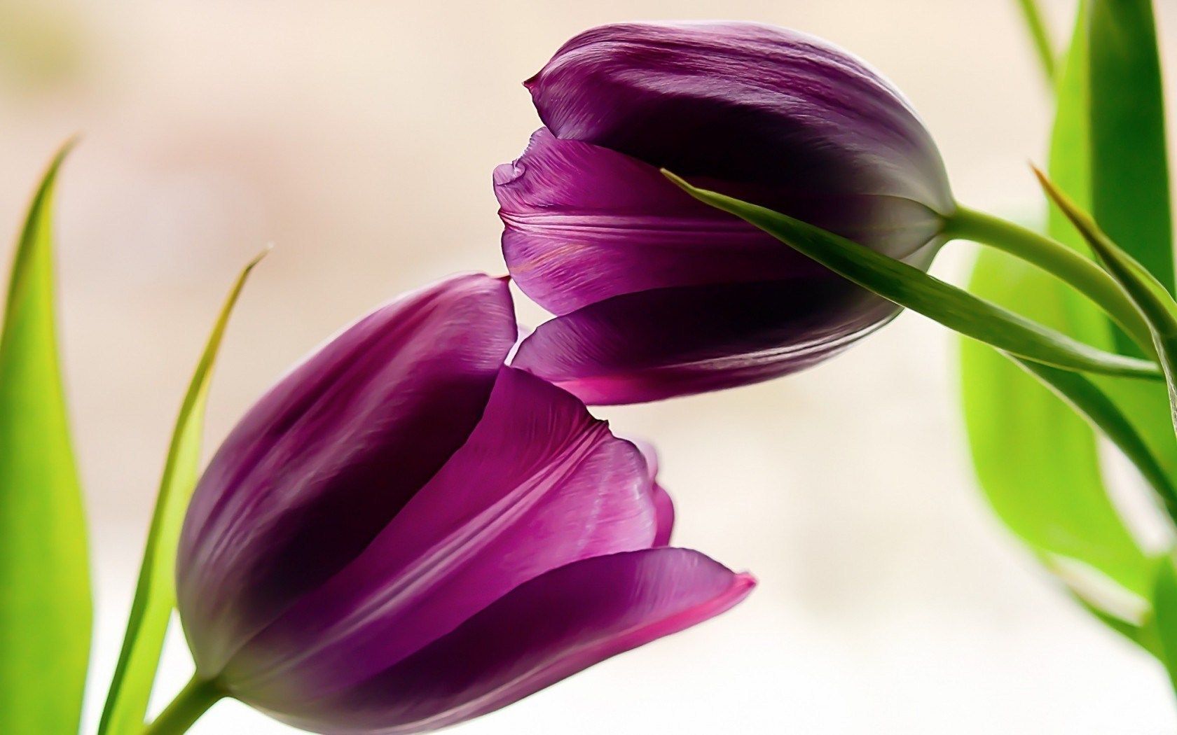 Happy Birthday With Purple Tulips - HD Wallpaper 